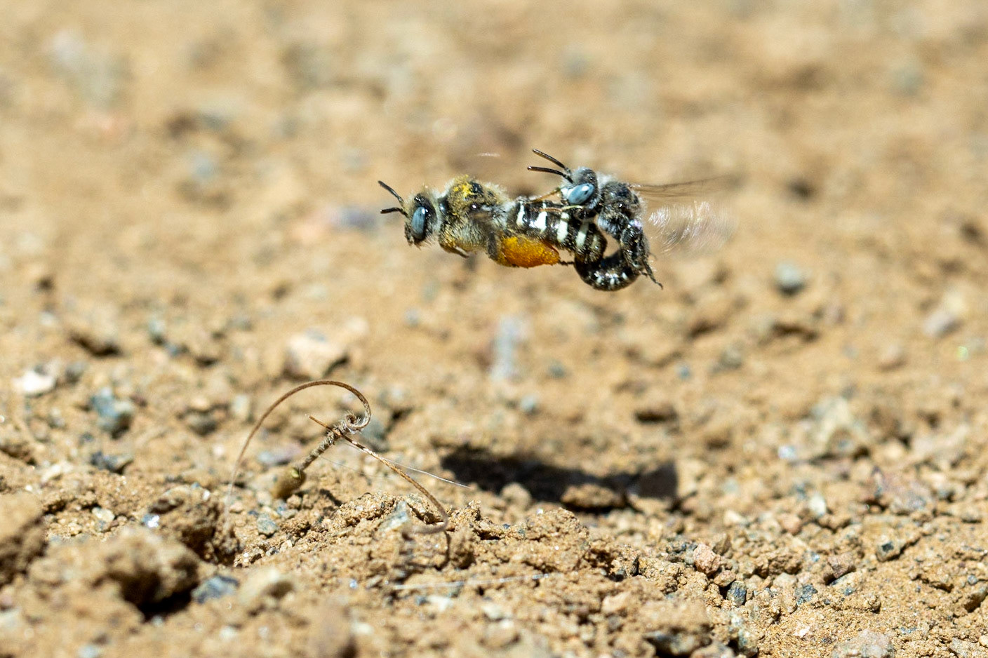 Superstition Mountains, Arizona, Tonto National Forest