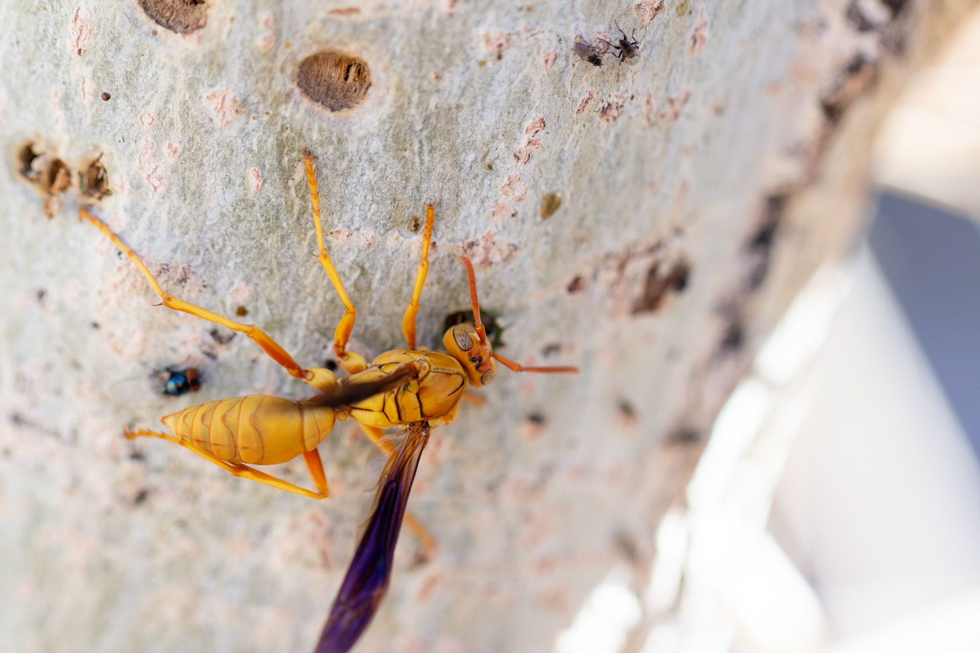 Red-breasted Sapsucker (Sphyrapicus ruber), Polistes flavus, and Fremont's Cottonwood (Populus fremontii)
