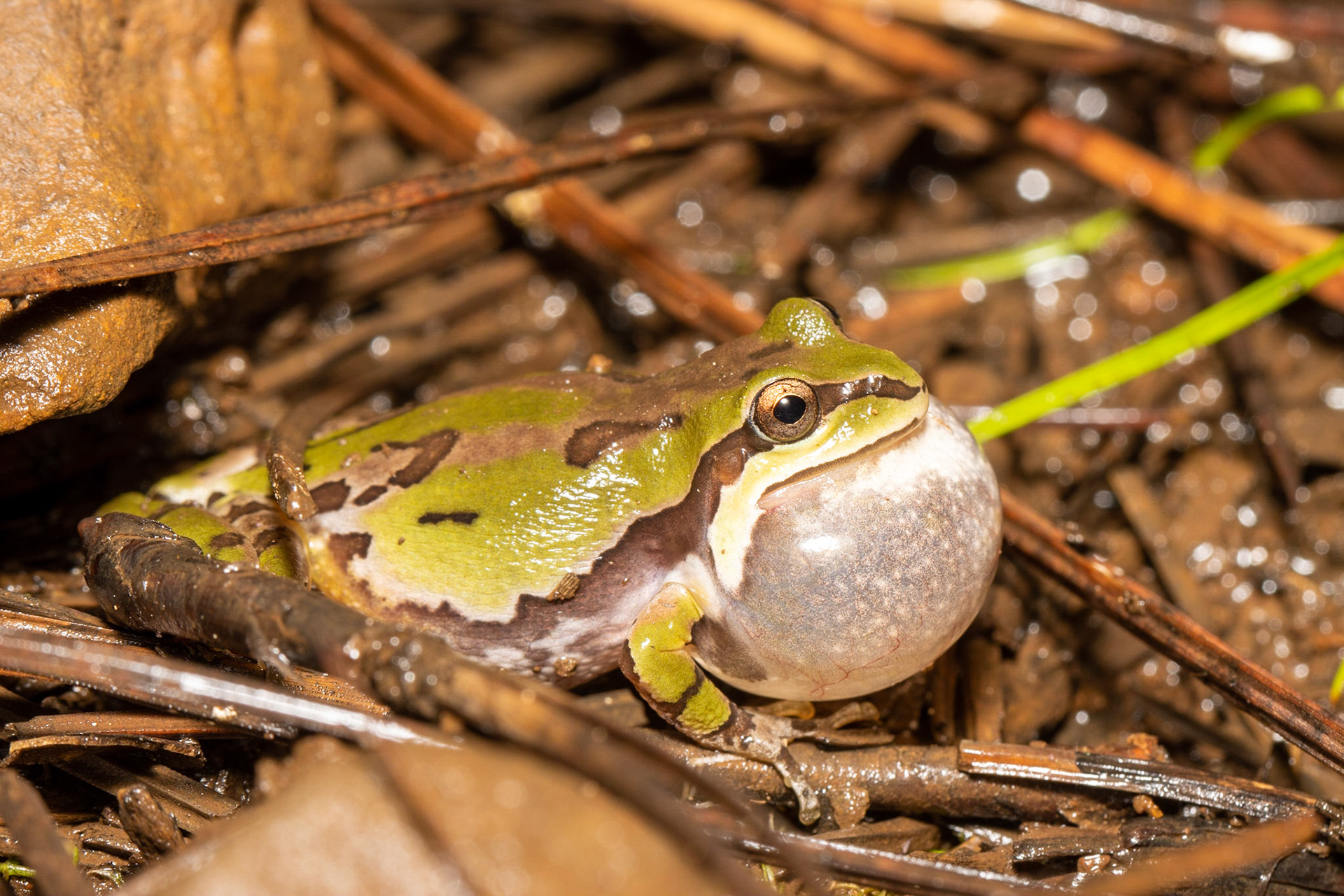 Mesa del Campanero, Sonora, Mexico