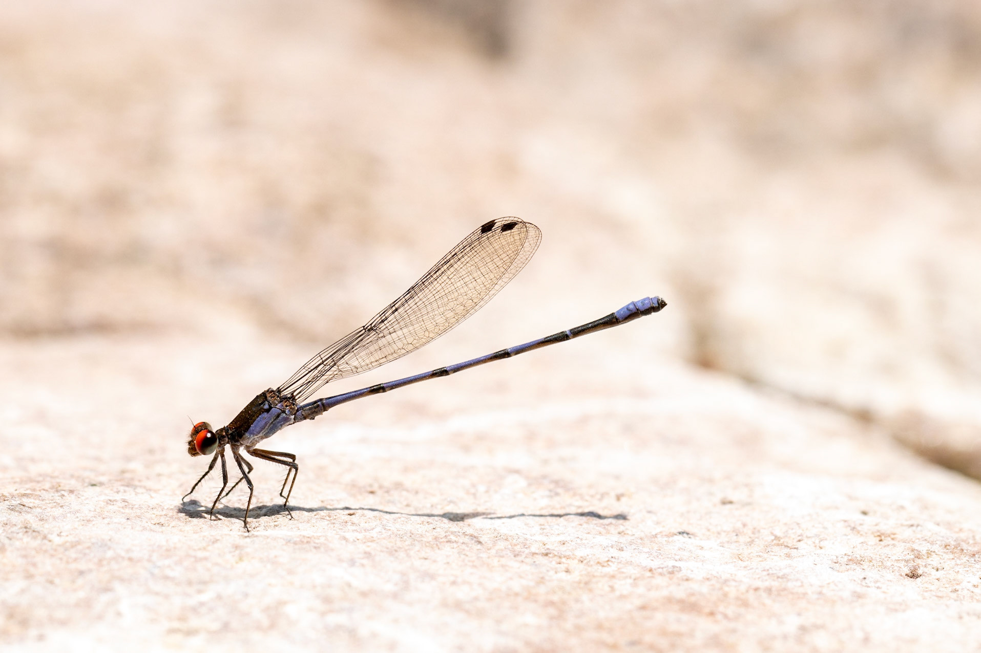 Fiery-eyed Dancer (Argia oenea)