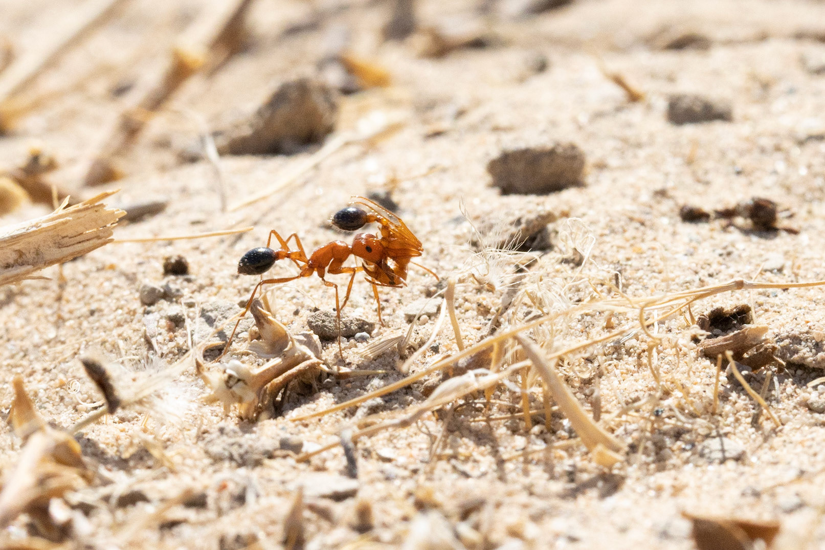 NA, Cadiz Dunes Wilderness