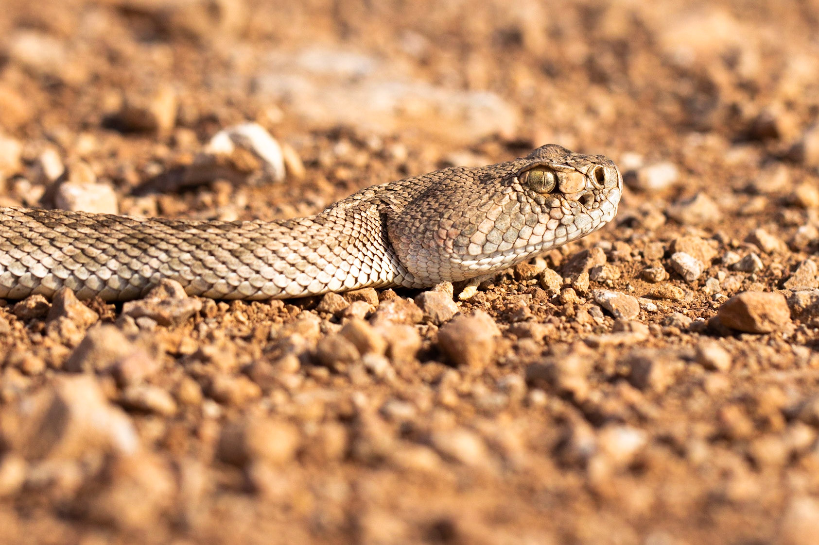 Western Diamond-backed Rattlesnake (Crotalus atrox)