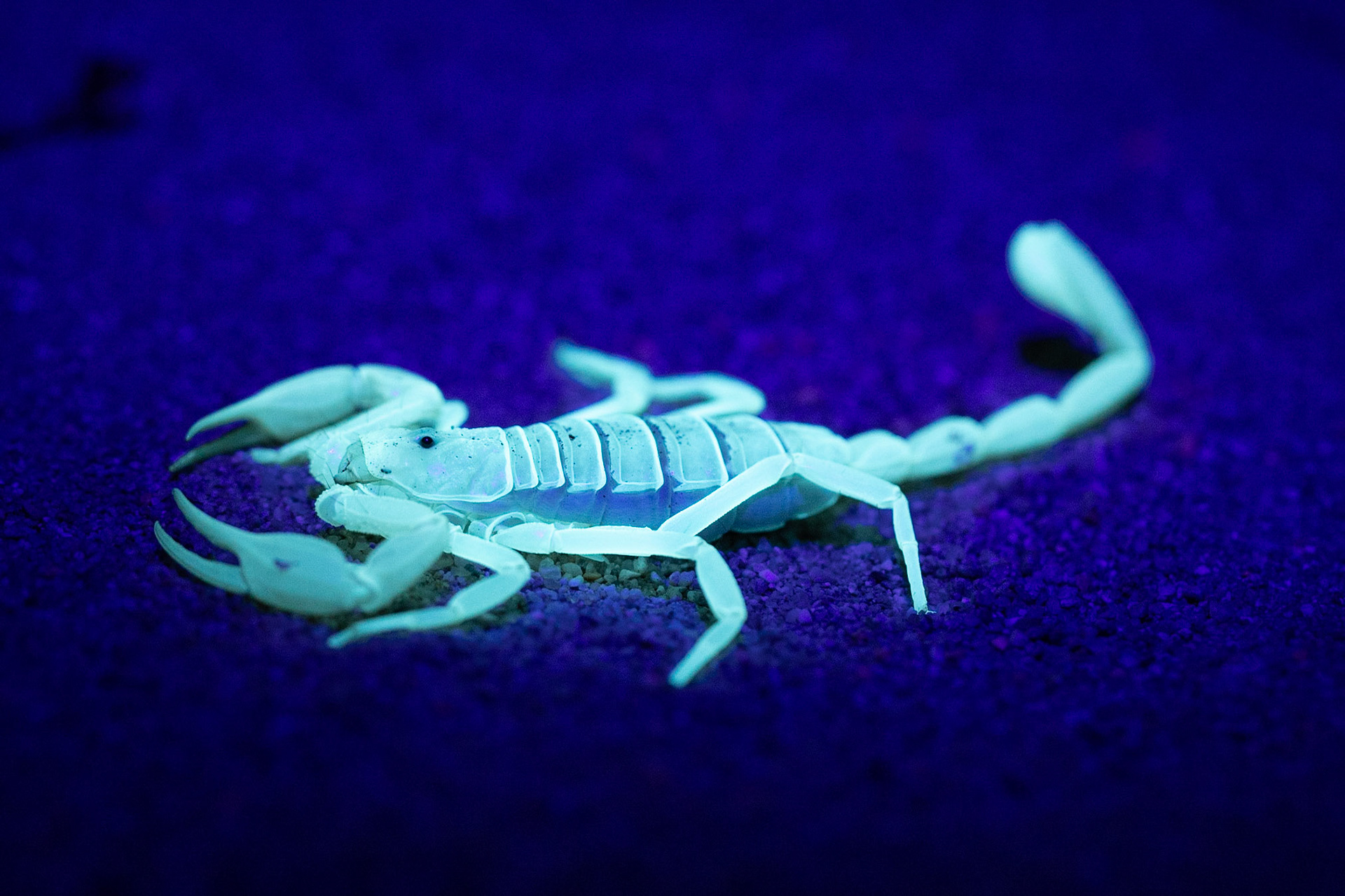 Cadiz Dunes Wilderness, Mojave Desert, California, Cadiz Dunes Wilderness