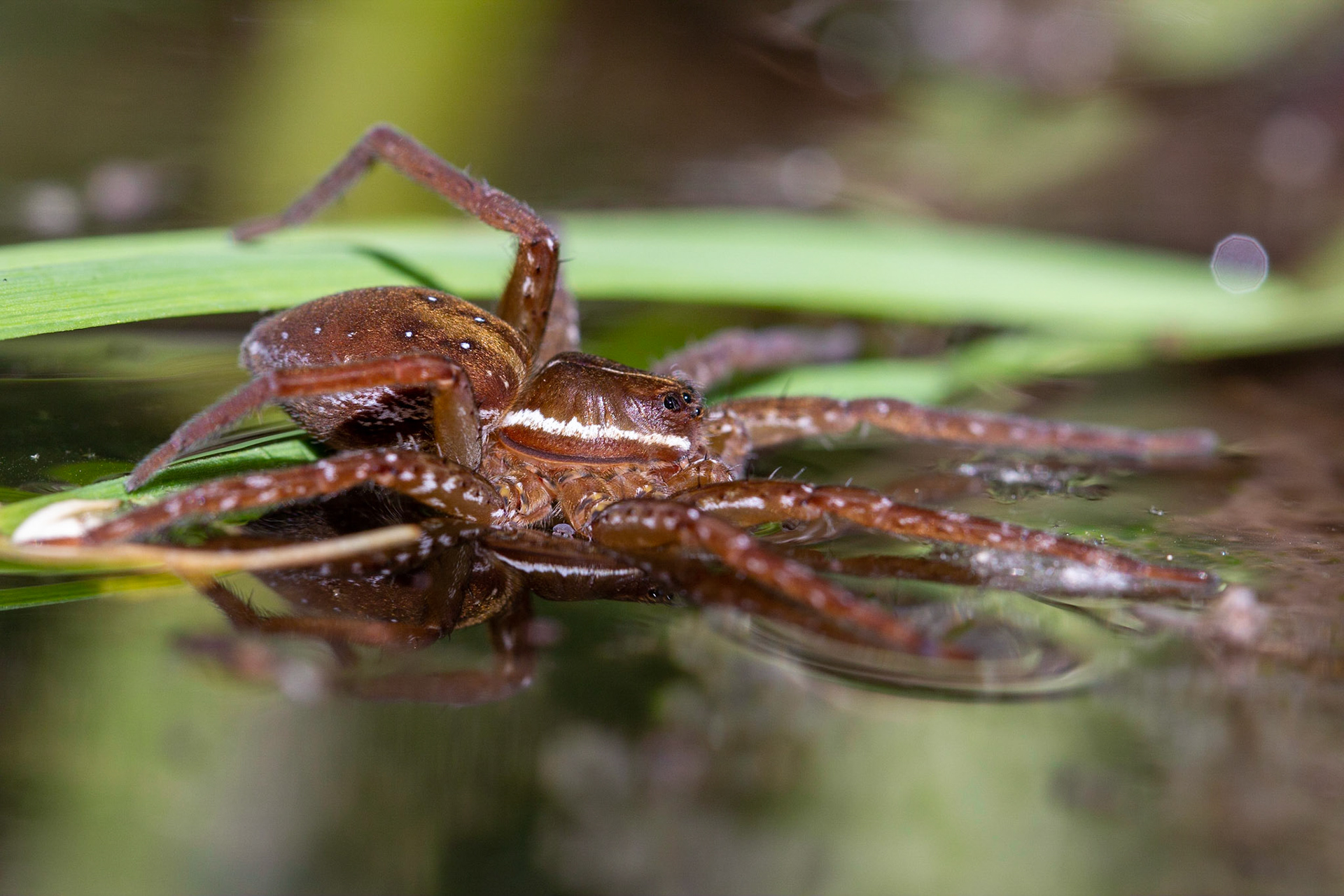Sixspotted Fishing Spider (Dolomedes triton)