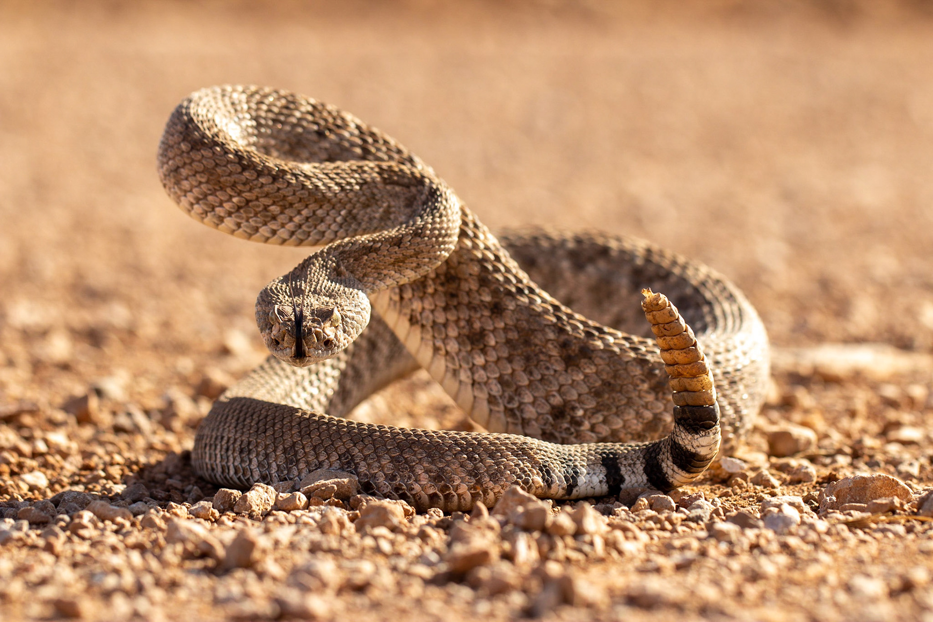 Western Diamond-backed Rattlesnake (Crotalus atrox)