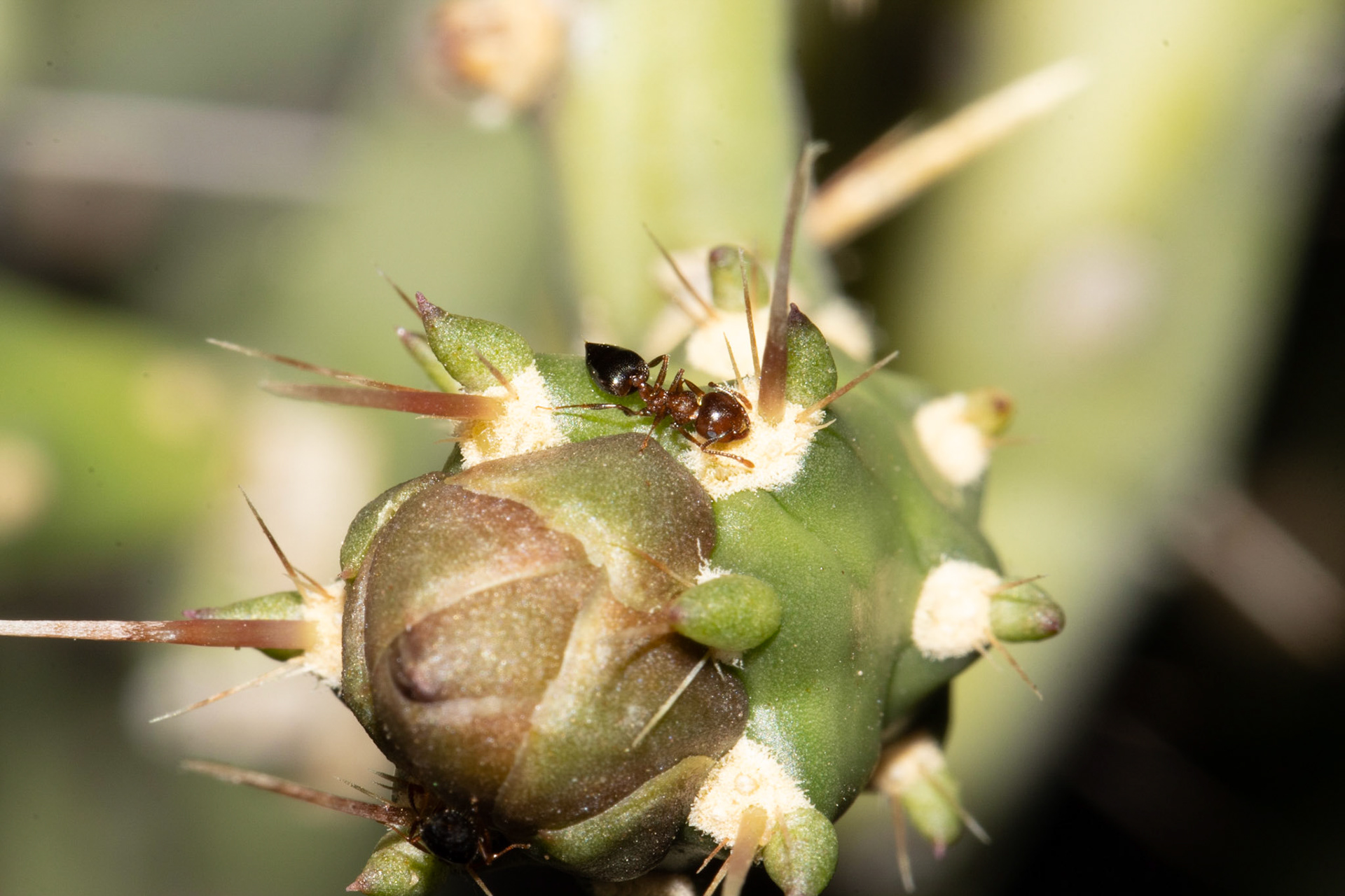 Sand Tank Mountains, Arizona, Sonoran Desert National Monument, Sand Tank Mountains, Arizona, Sonoran Desert National Monument