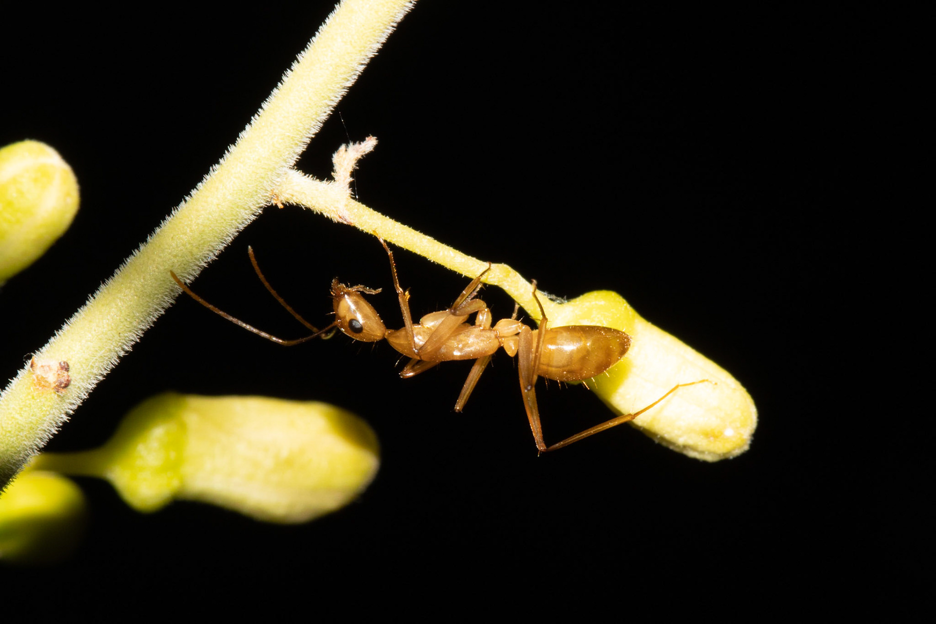 Sand Tank Mountains, Arizona, Sonoran Desert National Monument
