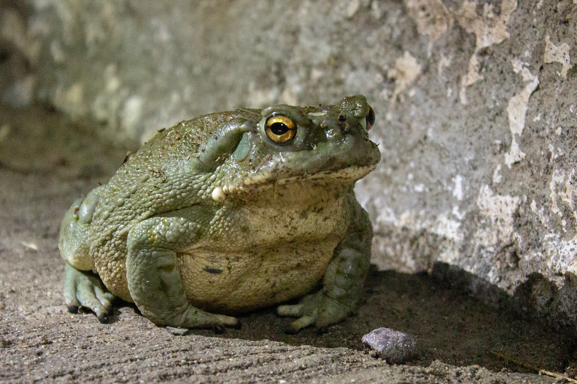 Sonoran Desert Toad (Incilius alvarius)