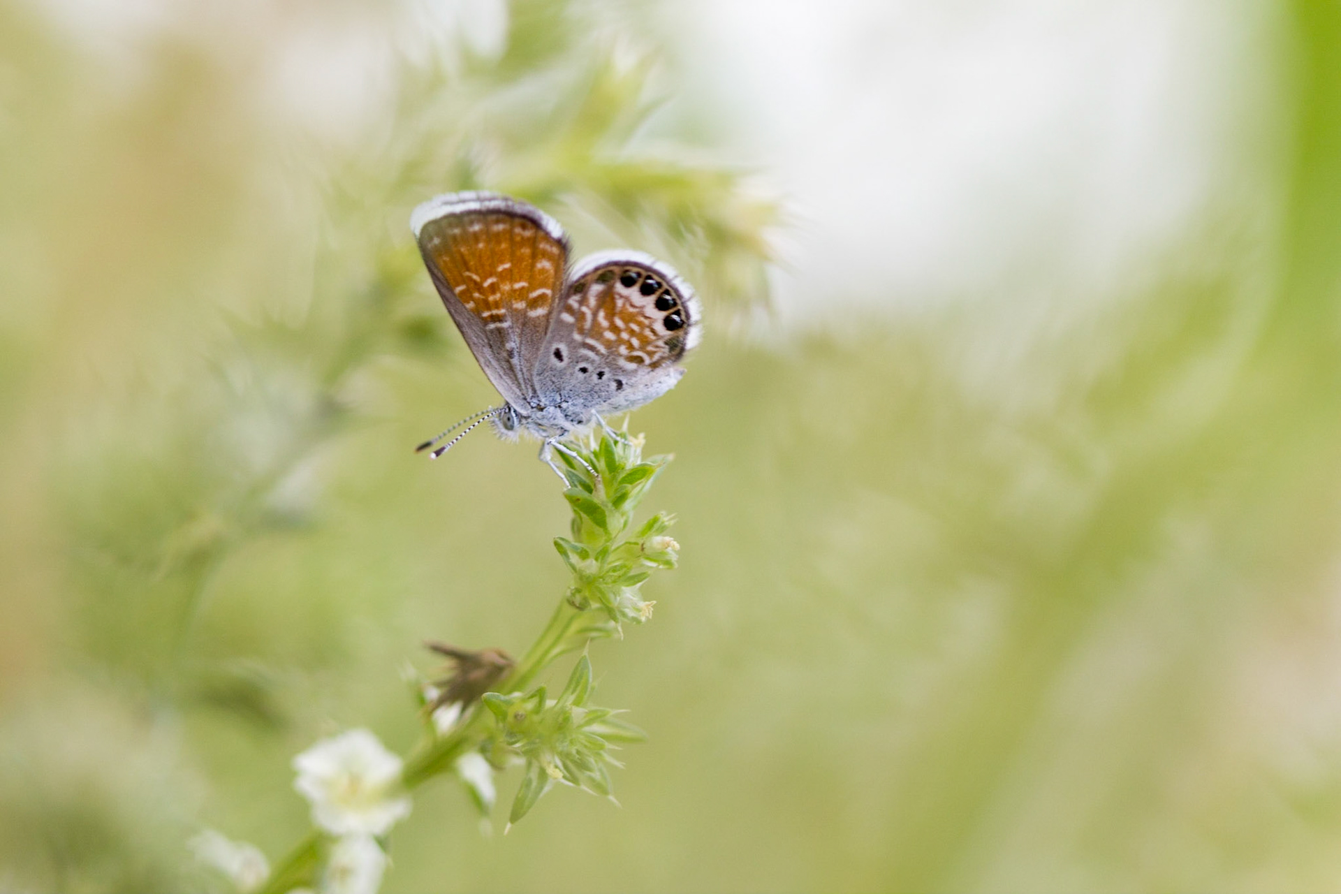 Western Pygmy-blue (Brephidium exilis)