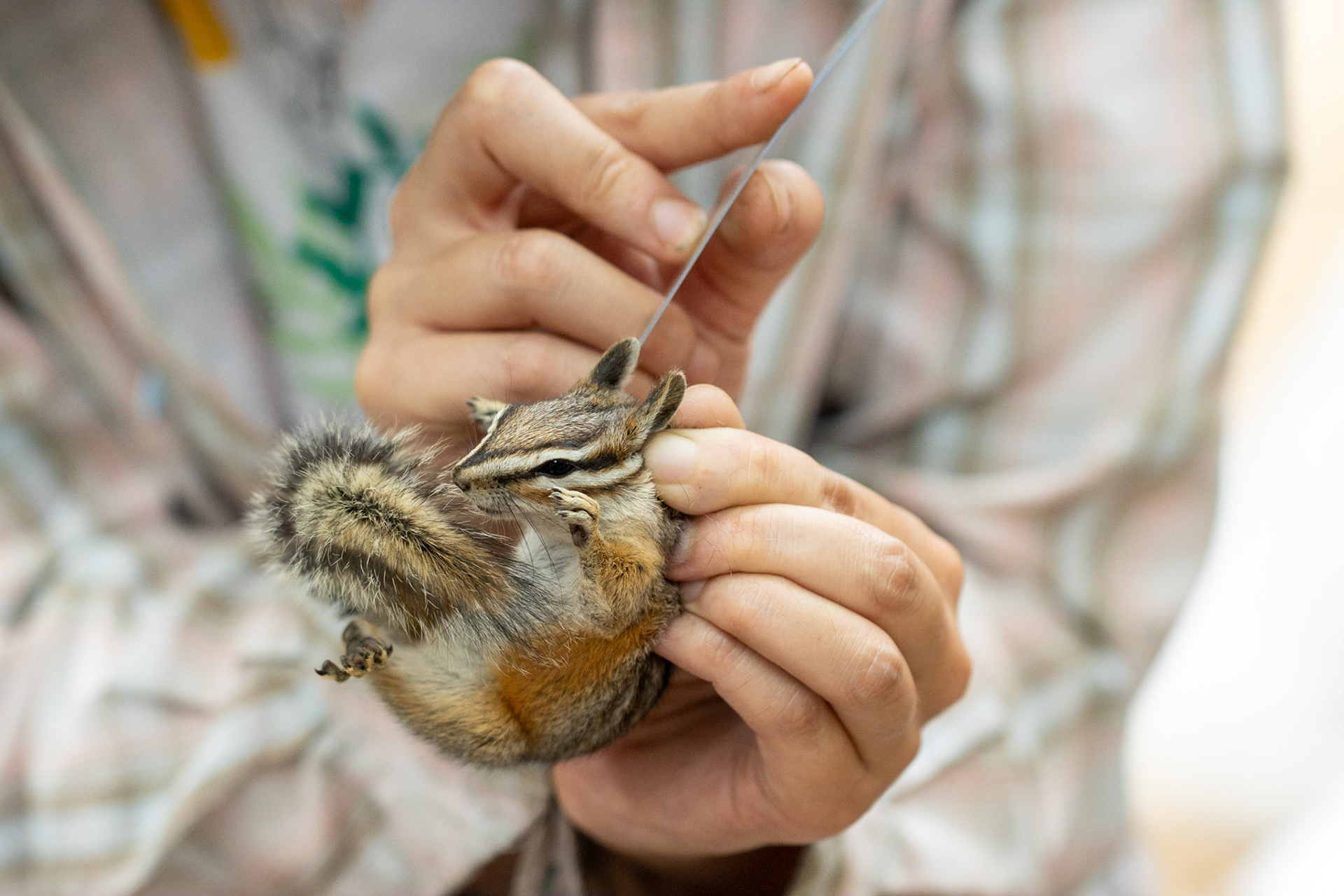 Miles Ranch, Superstition Mountains, Arizona, Tonto National Forest