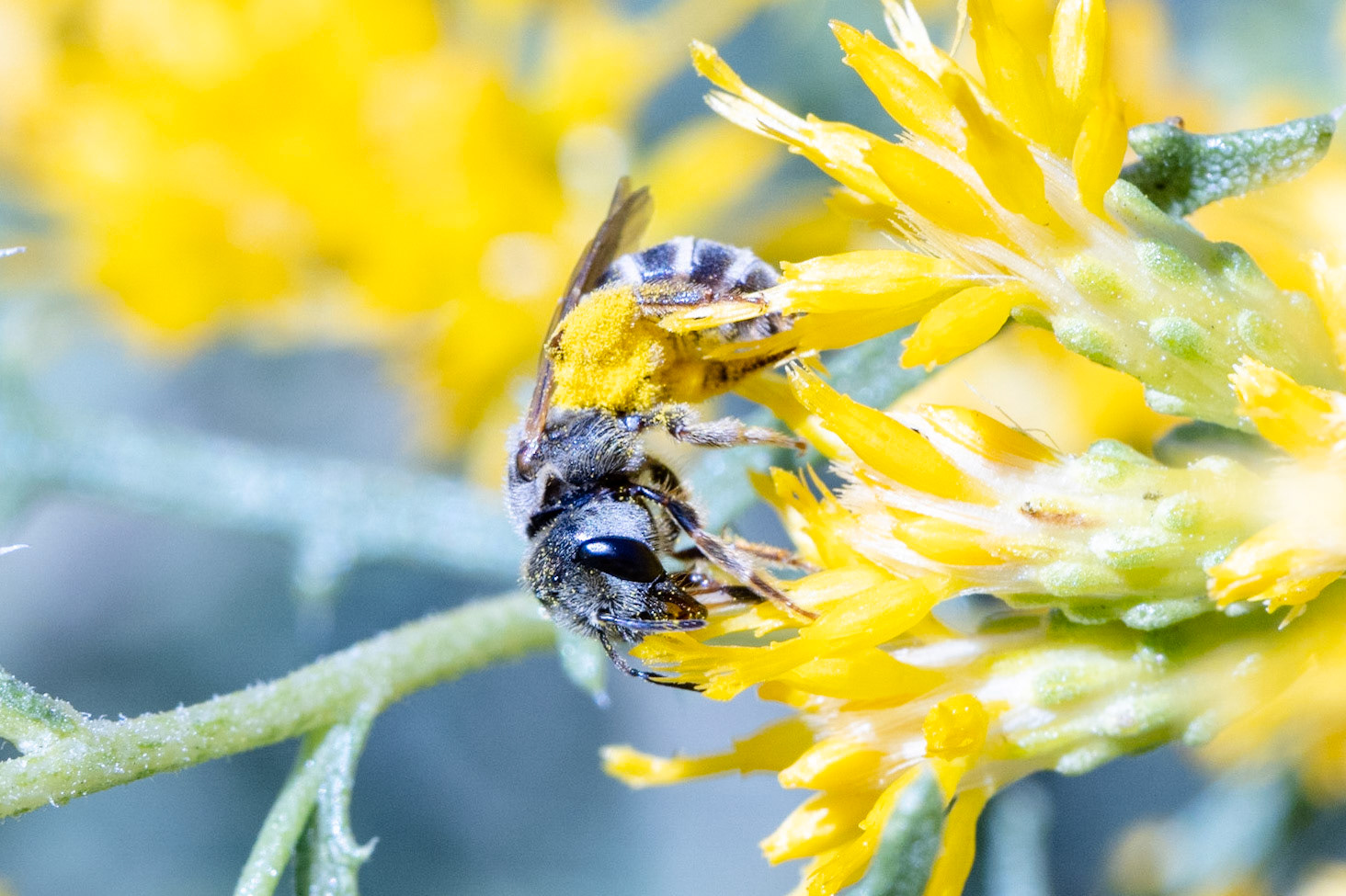Halictid Bees (Halictidae) and Alkali Goldenbush (Isocoma acradenia)