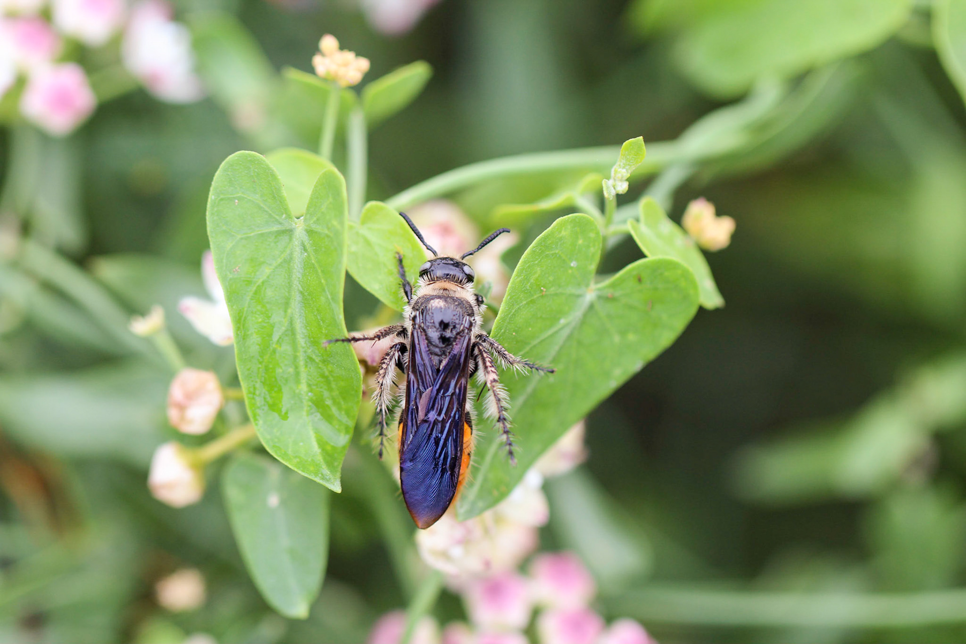 Dielis and Funastrum cynanchoides