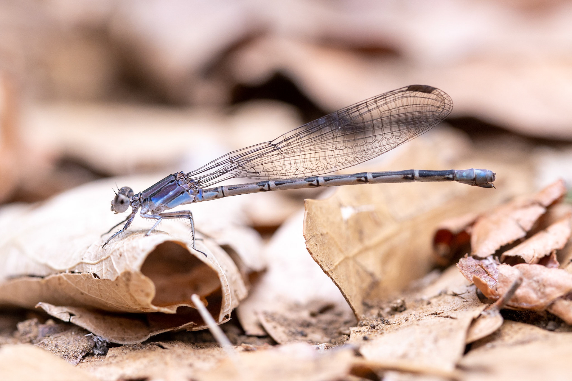 Miles Ranch, Superstition Mountains, Arizona, Tonto National Forest