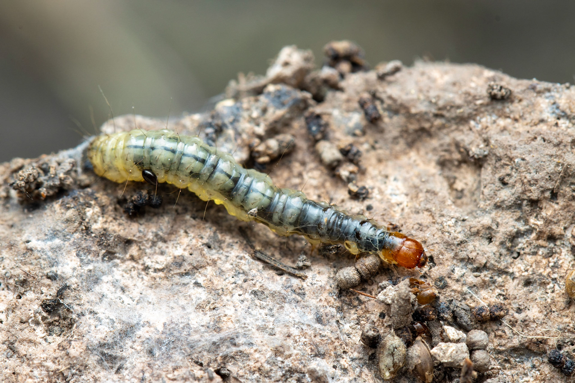 Hog Canyon, Peloncillo Mountains, Arizona, Coronado National Forest