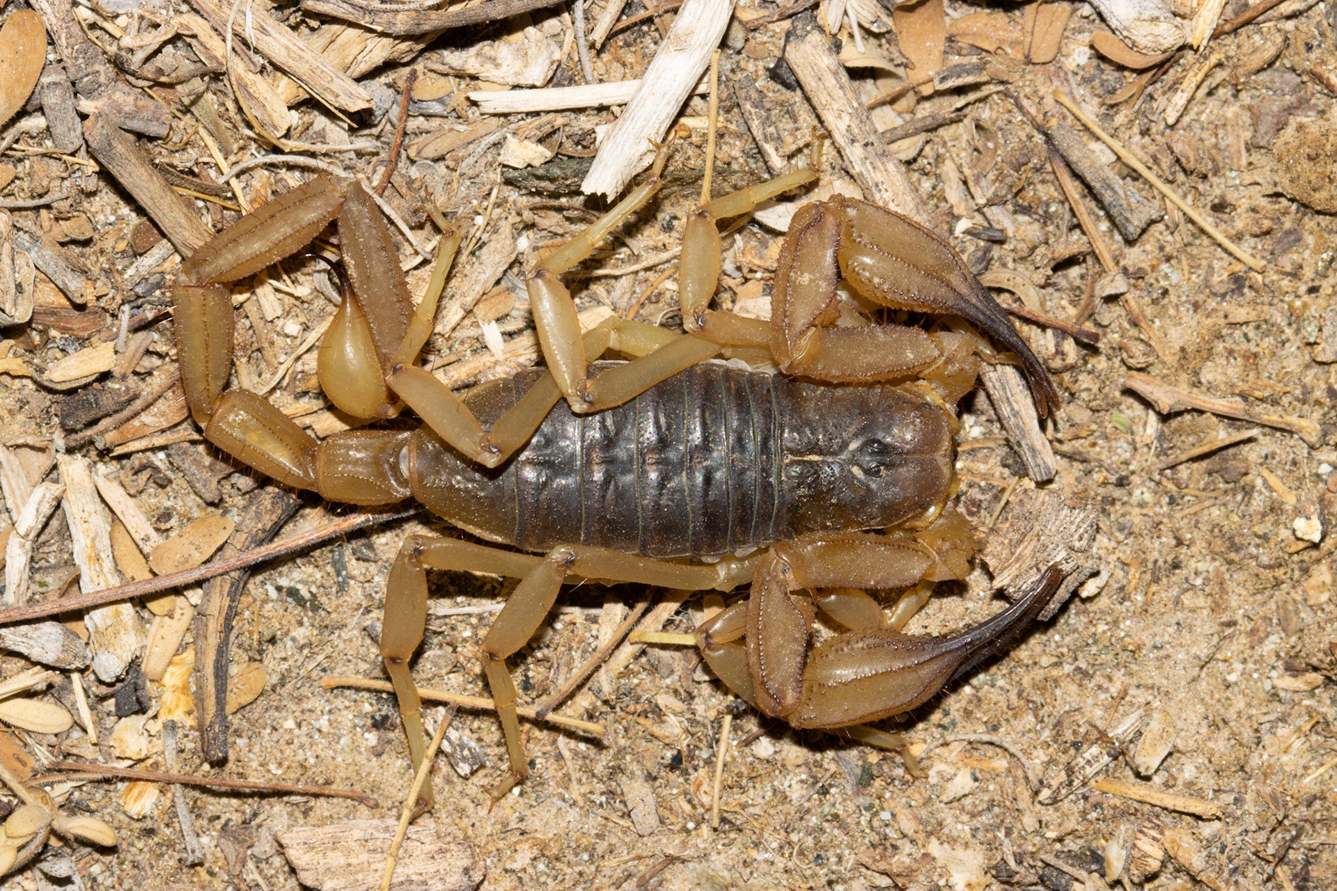 Whipple Wash, California