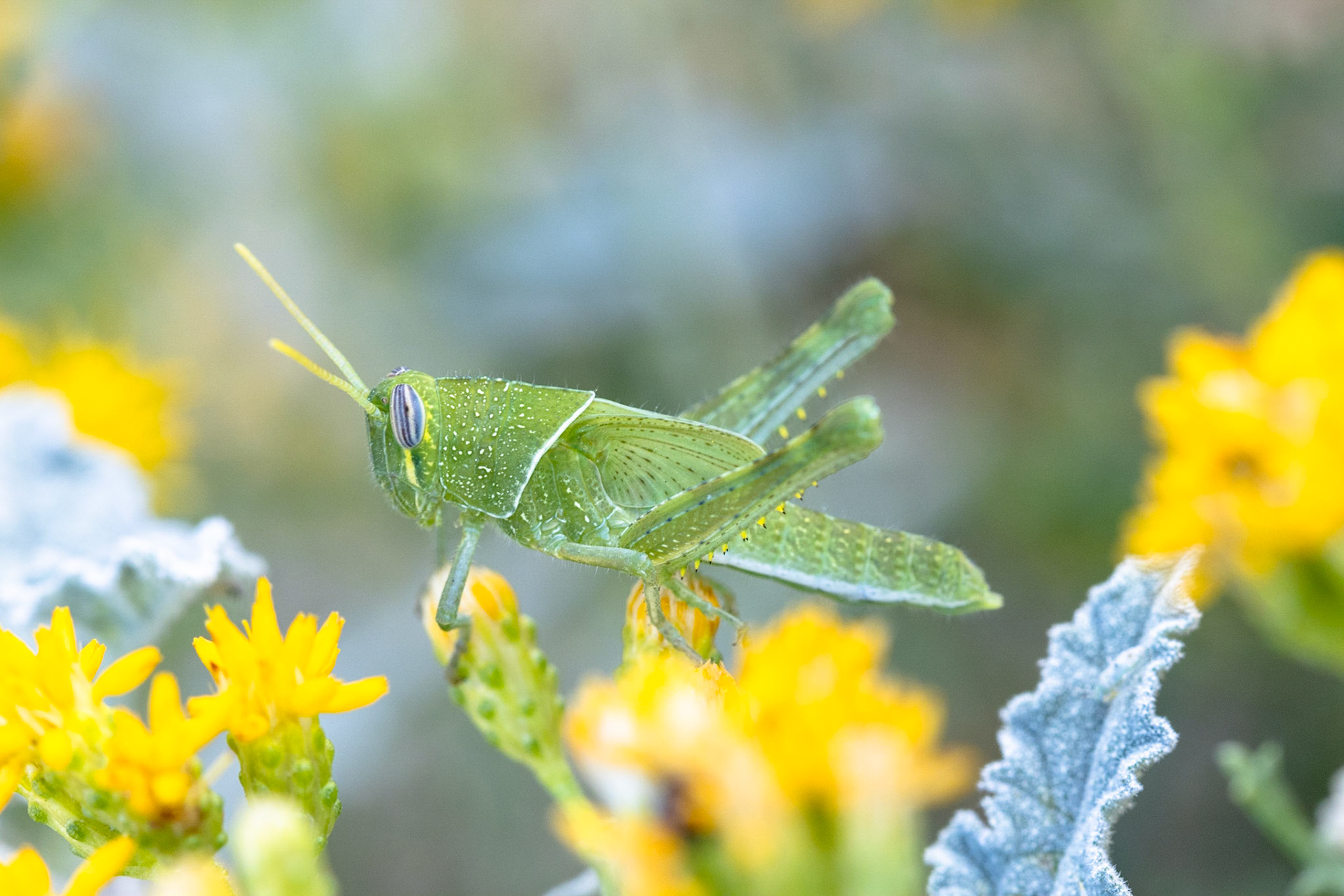 Vagrant Grasshopper (Schistocerca nitens)