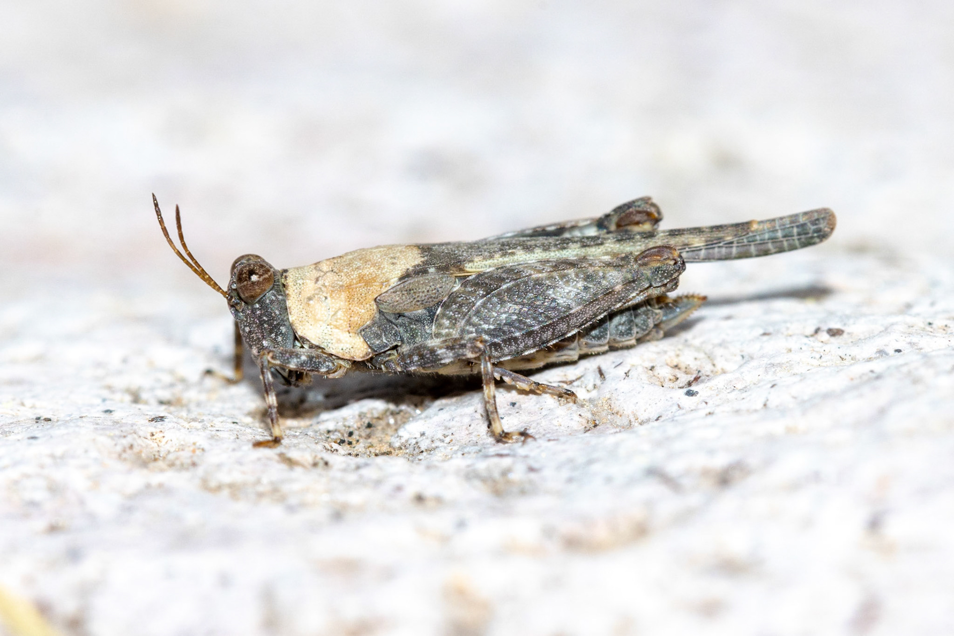 Superstition Mountains, Arizona, Tonto National Forest