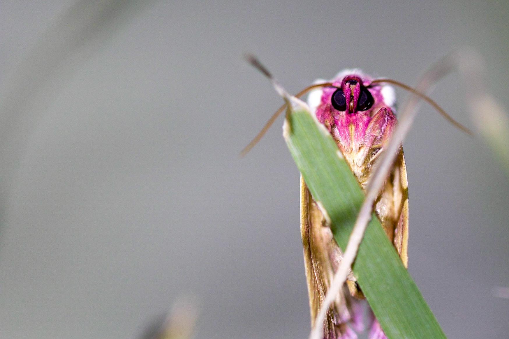 Redfield Canyon Wilderness Area, Arizona, Coronado National Forest