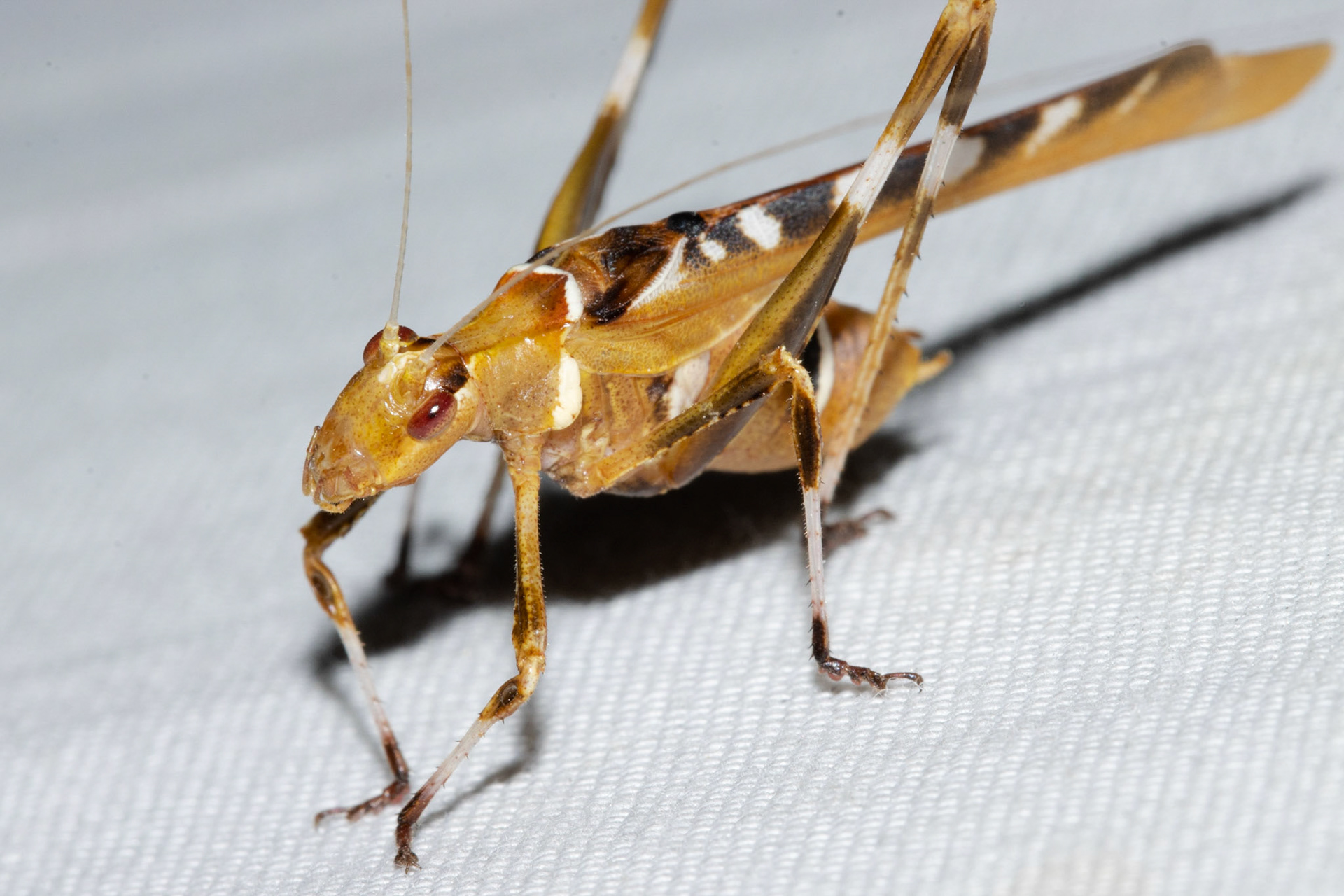 Sand Tank Mountains, Arizona, Sonoran Desert National Monument