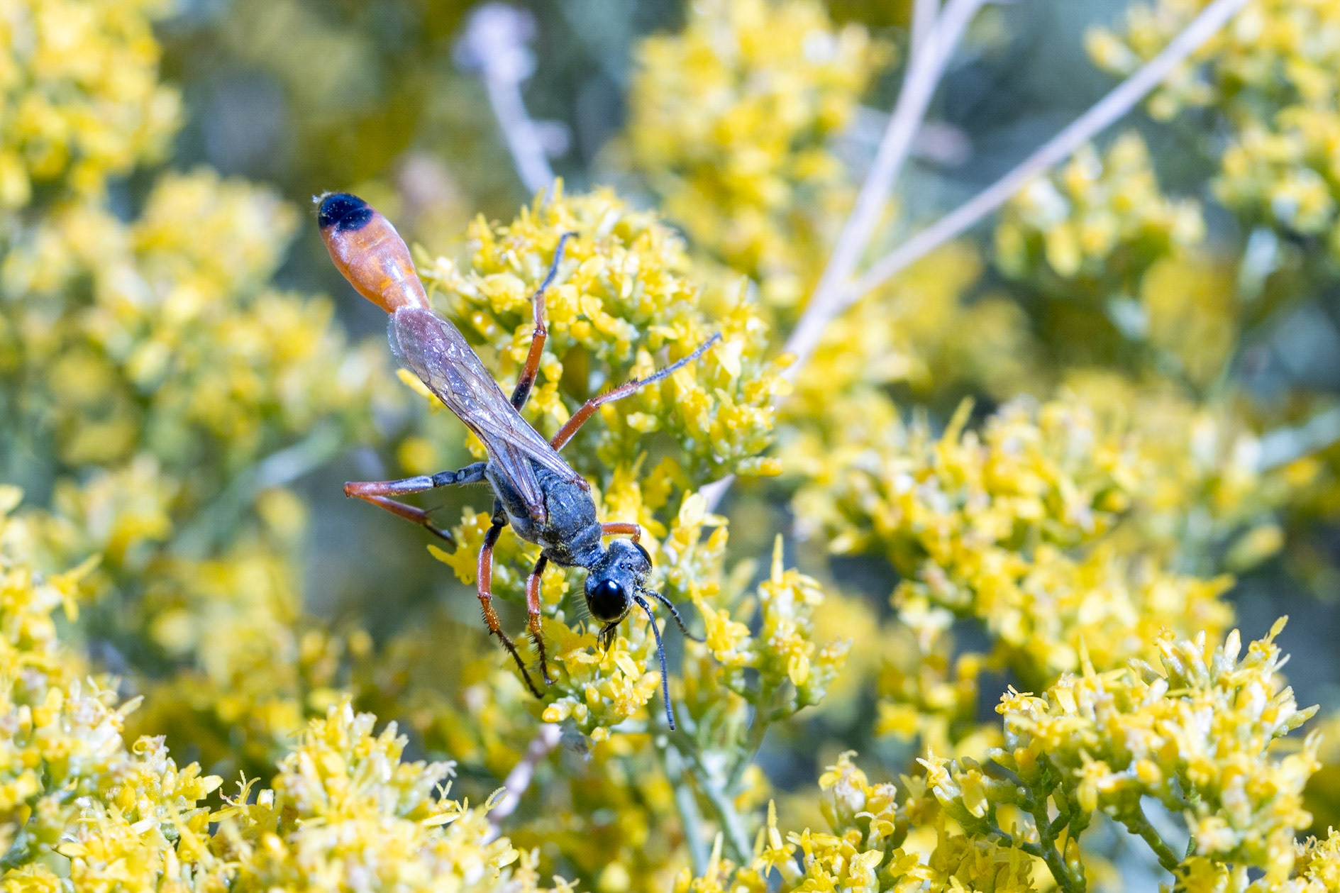 Broom Snakeweed (Gutierrezia sarothrae)