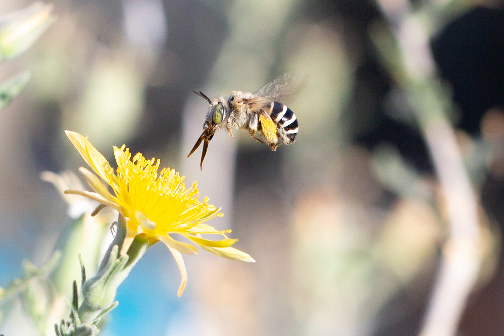 Tempe House, Arizona