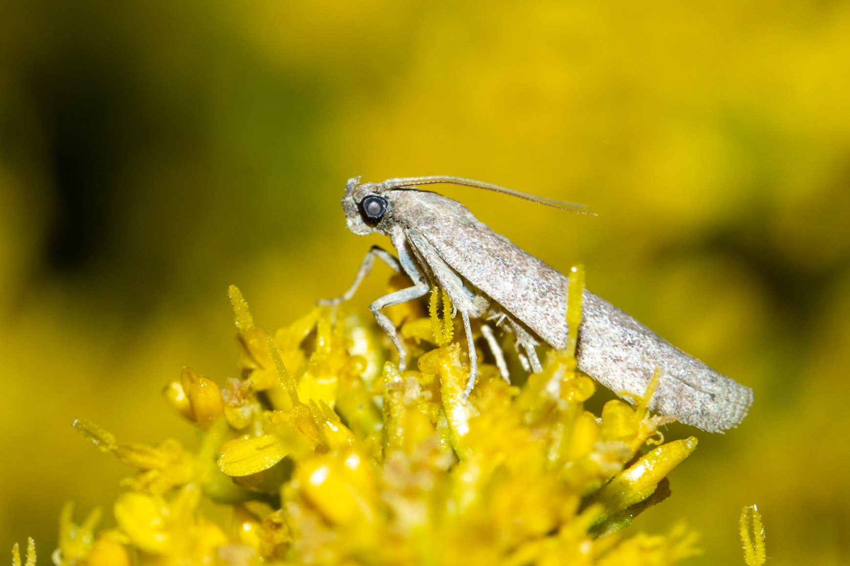 Pyralid Snout Moths (Pyralidae), and Broom Snakeweed (Gutierrezia sarothrae)