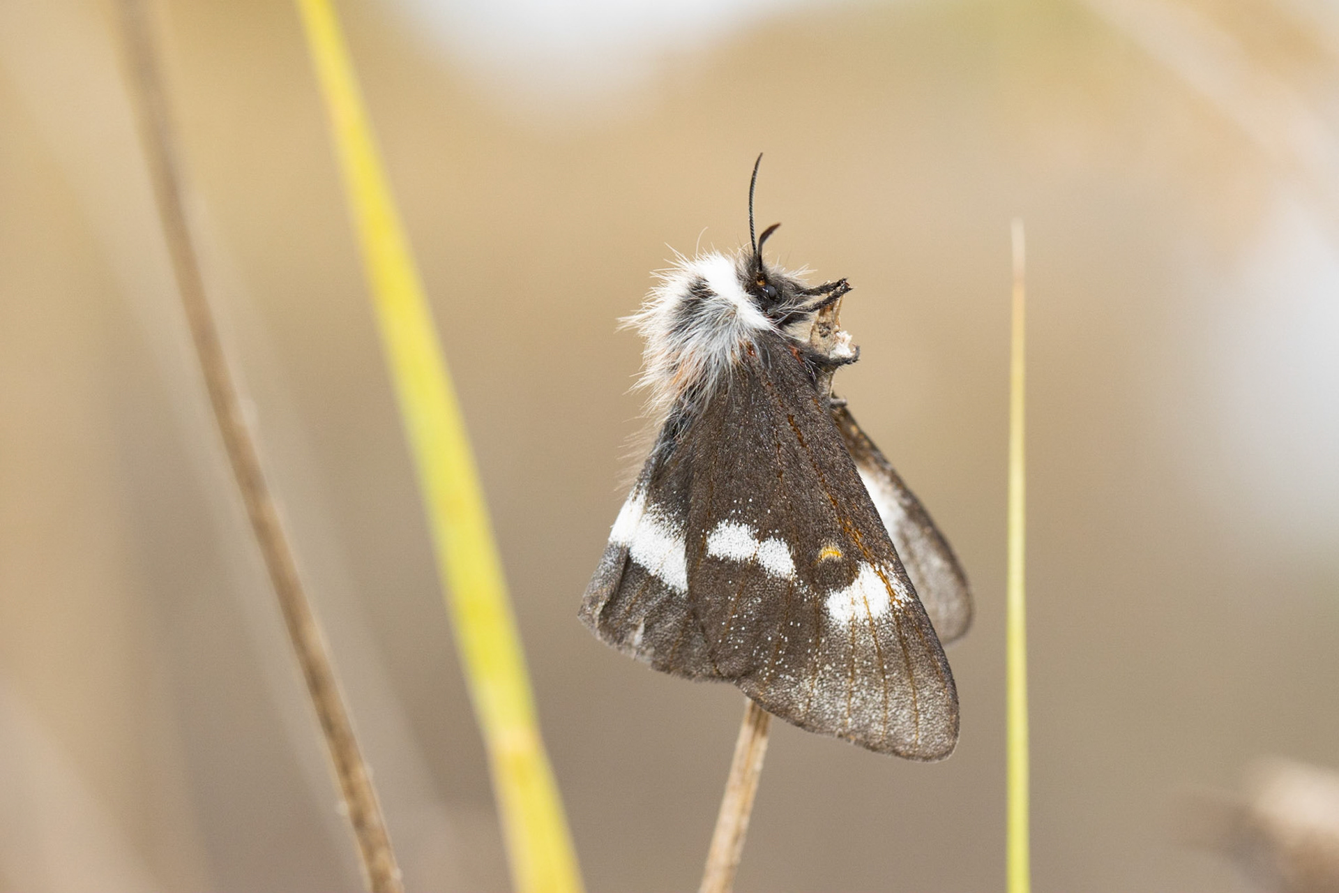 Sheepmoths (Hemileuca)