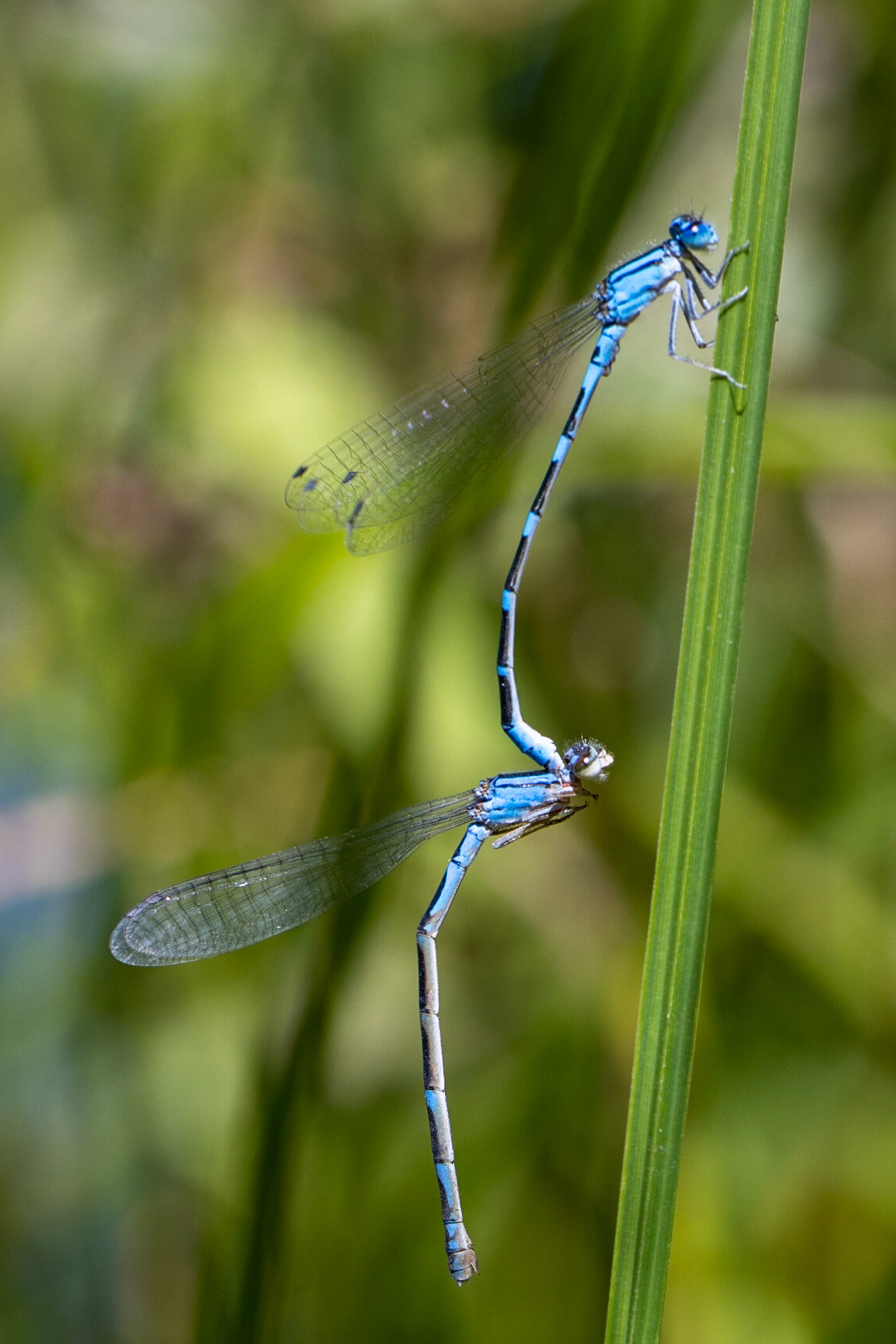 Arroyo Bluet (Enallagma praevarum)