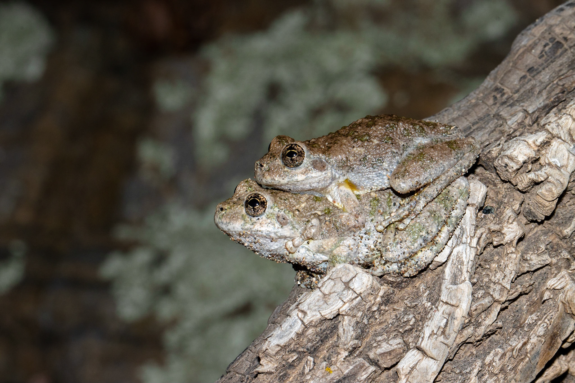 Miles Ranch, Superstition Mountains, Arizona, Tonto National Forest