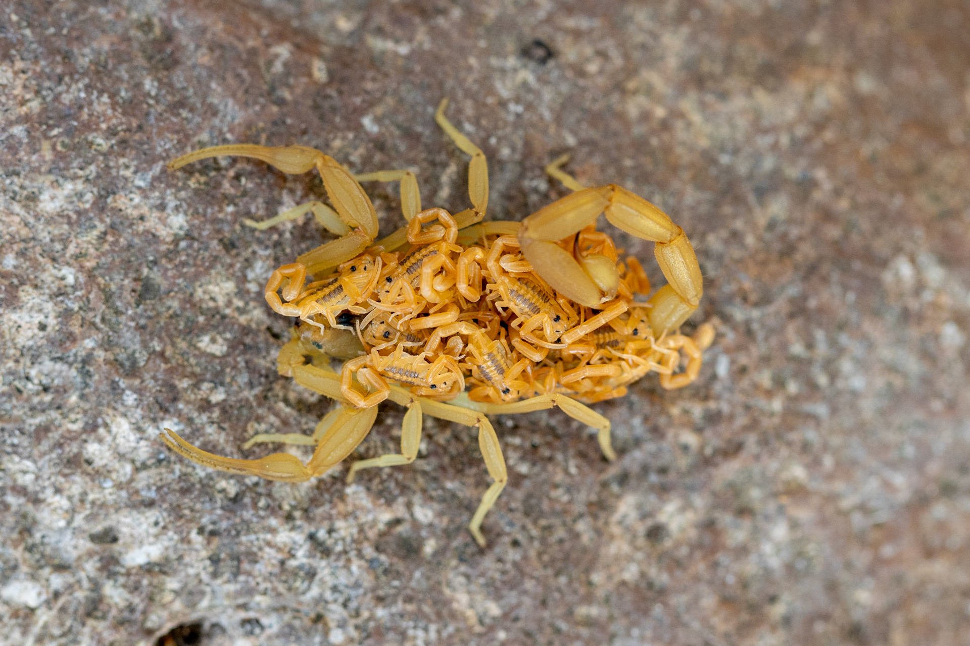 Centruroides sculpturatus