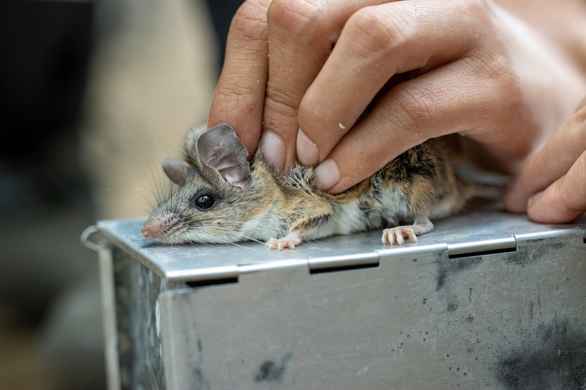 Miles Ranch, Superstition Mountains, Arizona, Tonto National Forest