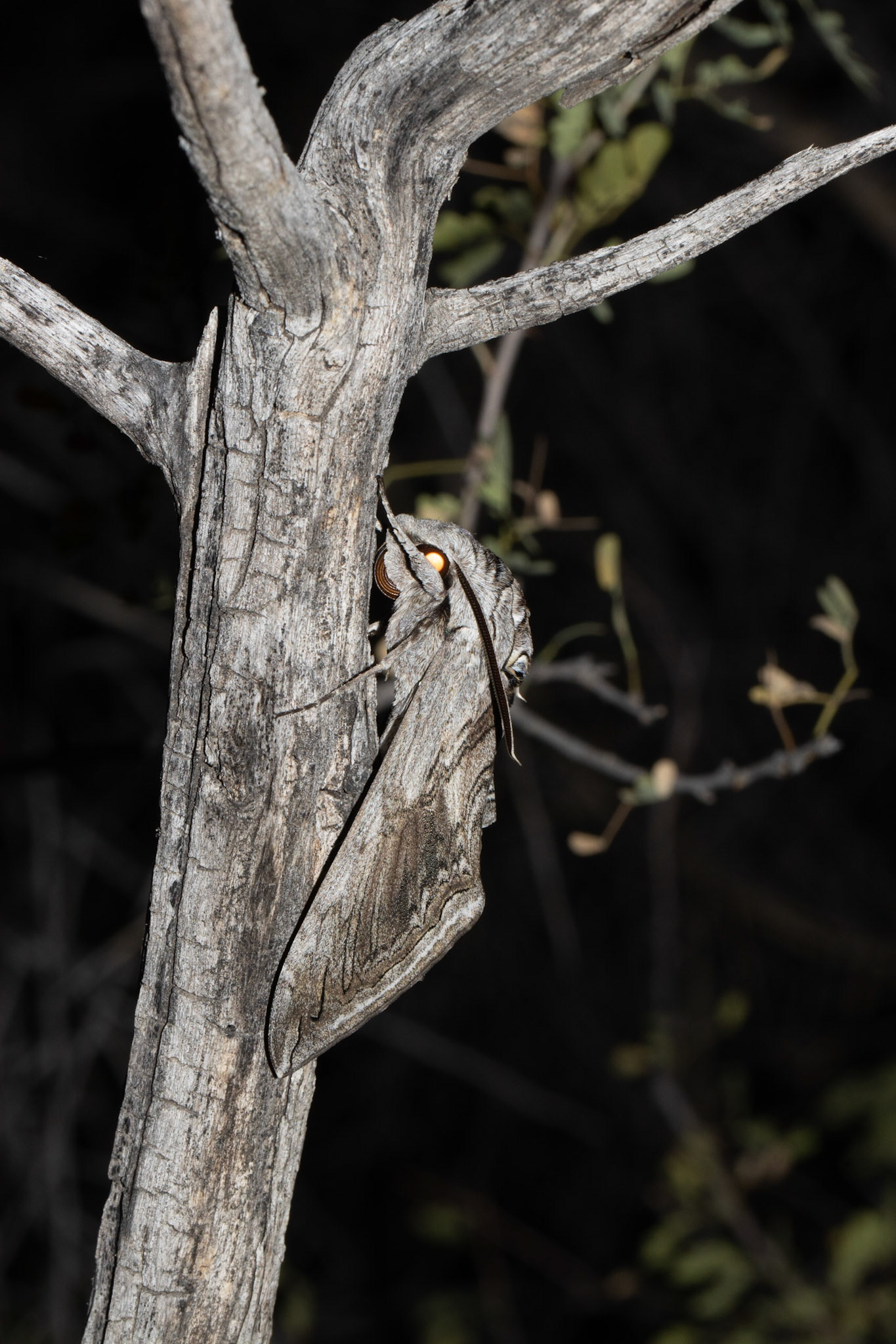 Sand Tank Mountains, Arizona, Sonoran Desert National Monument