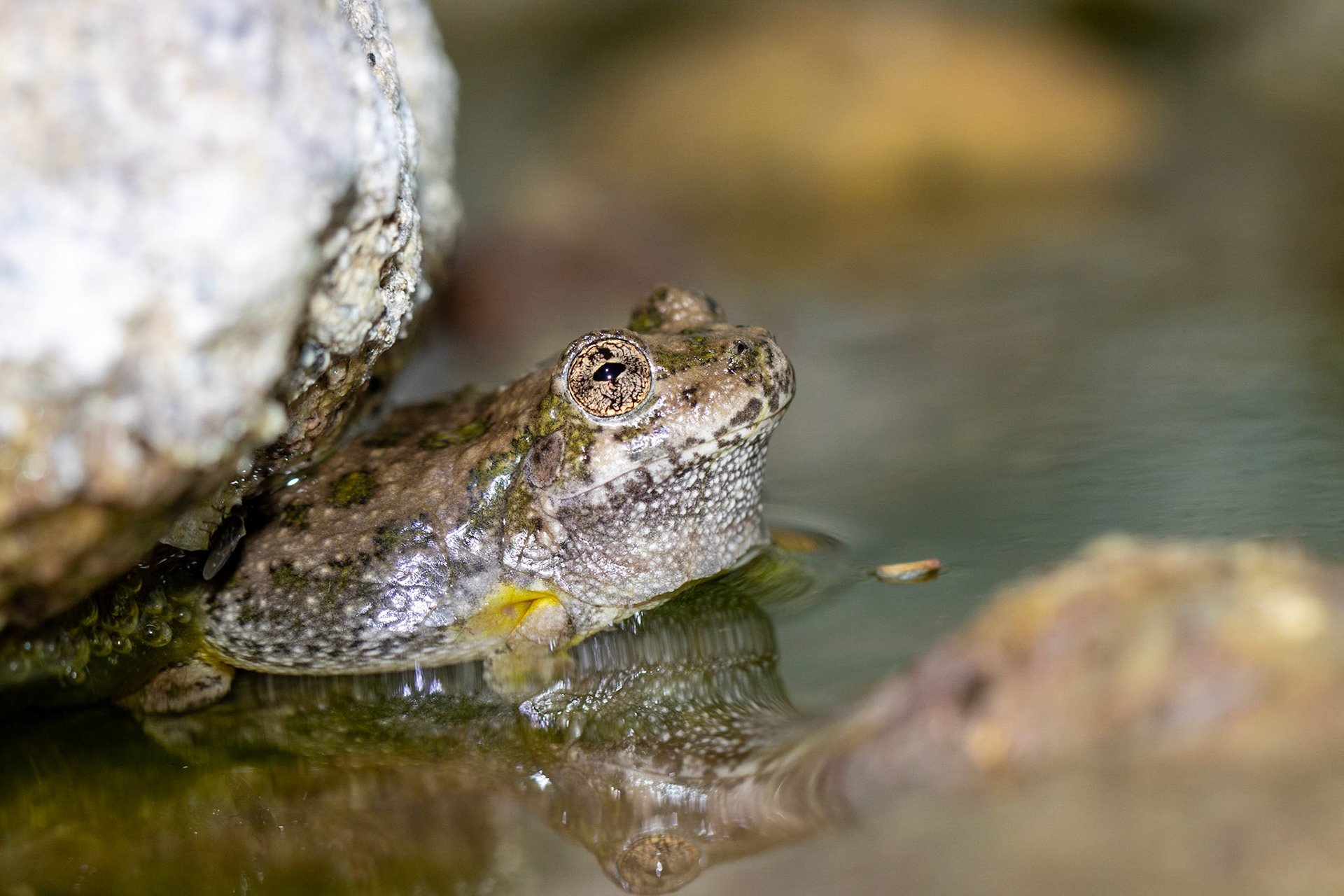 Superstition Mountains, Arizona, Tonto National Forest