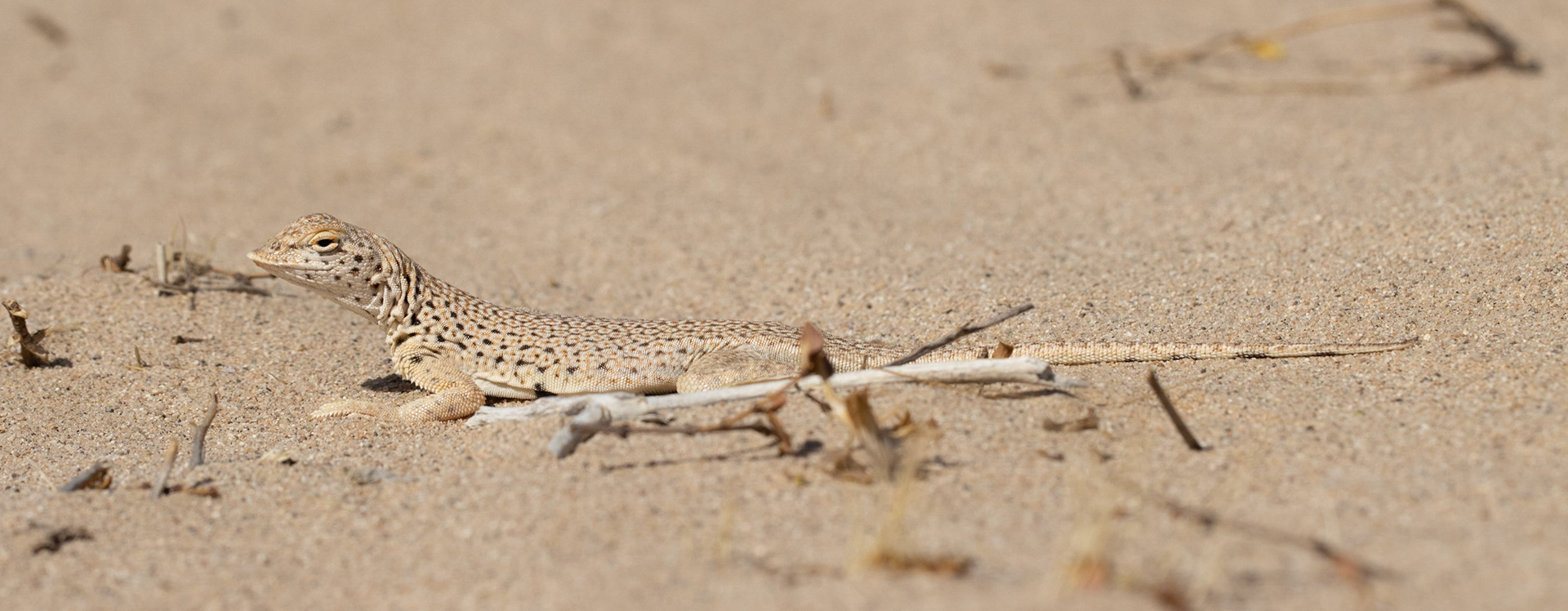 Cadiz Dunes Wilderness, Mojave Desert, California, Cadiz Dunes Wilderness