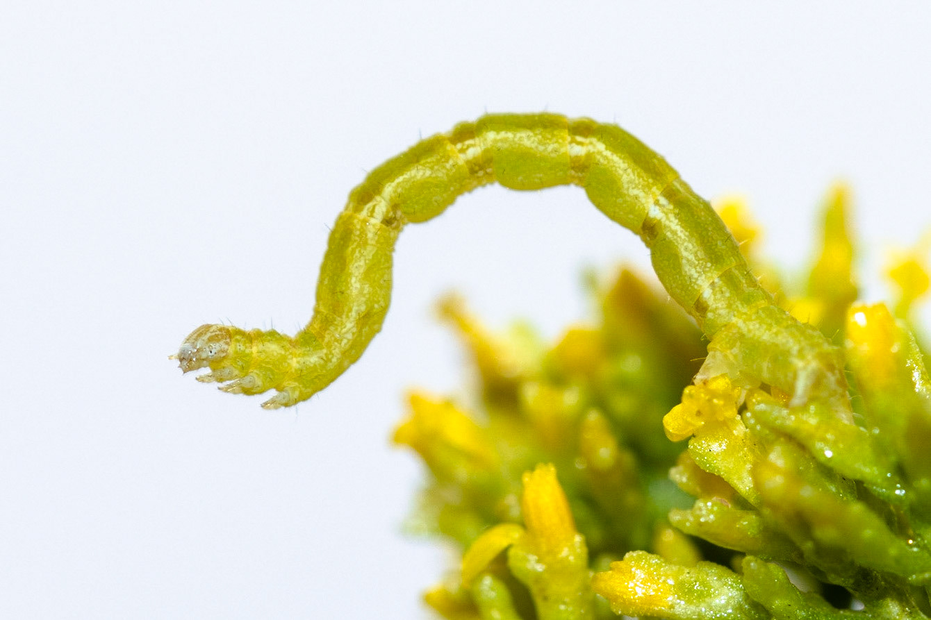 Butterflies &amp; Moths (Lepidoptera) and Broom Snakeweed (Gutierrezia sarothrae)