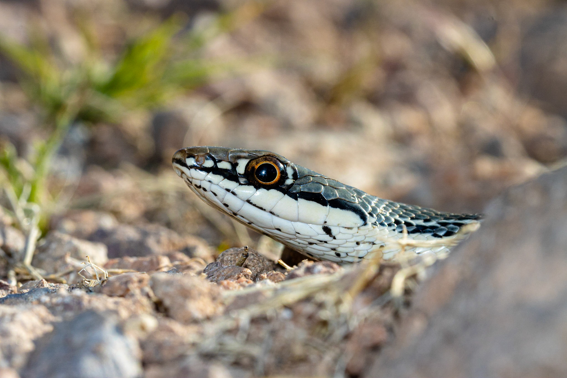 Superstition Mountains, Arizona, Tonto National Forest