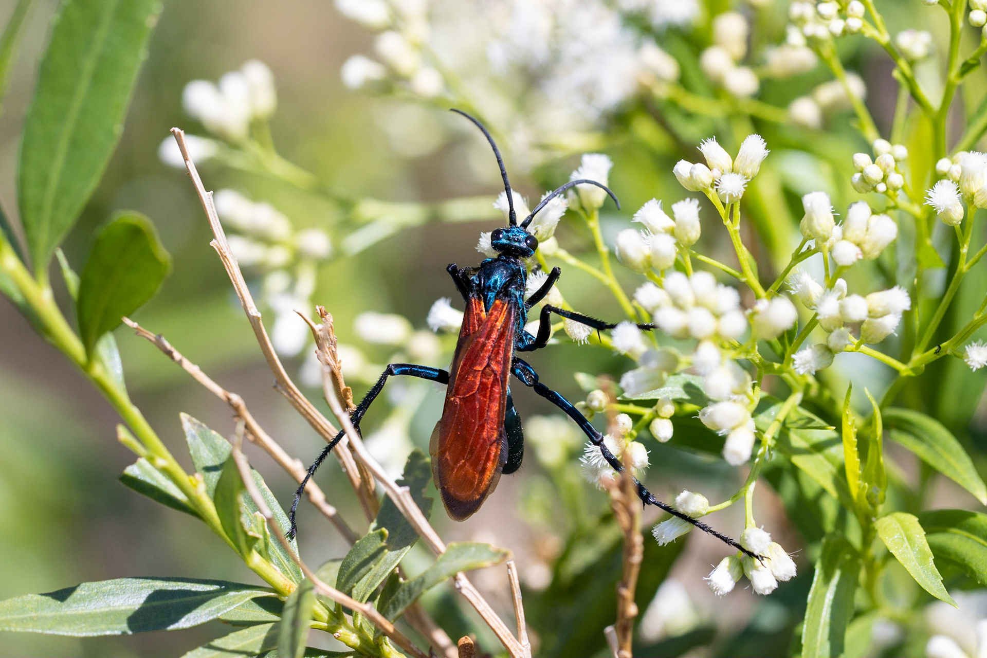 Gibson Tank, Arizona, Gibson Tank, Arizona