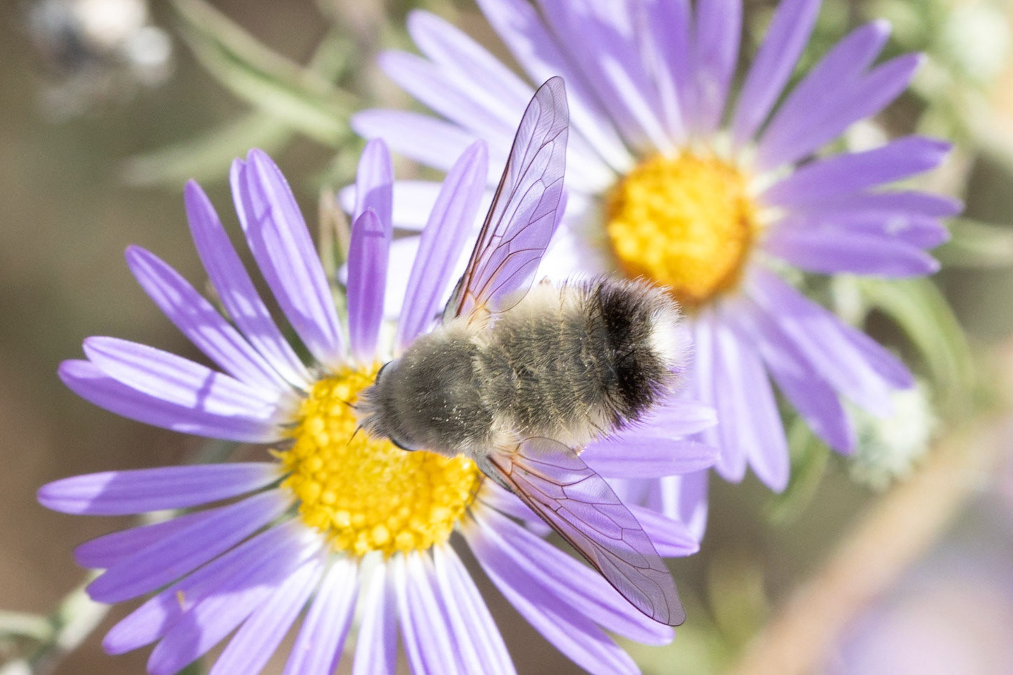 Anastoechus, and Fall Tansyaster (Dieteria asteroides)