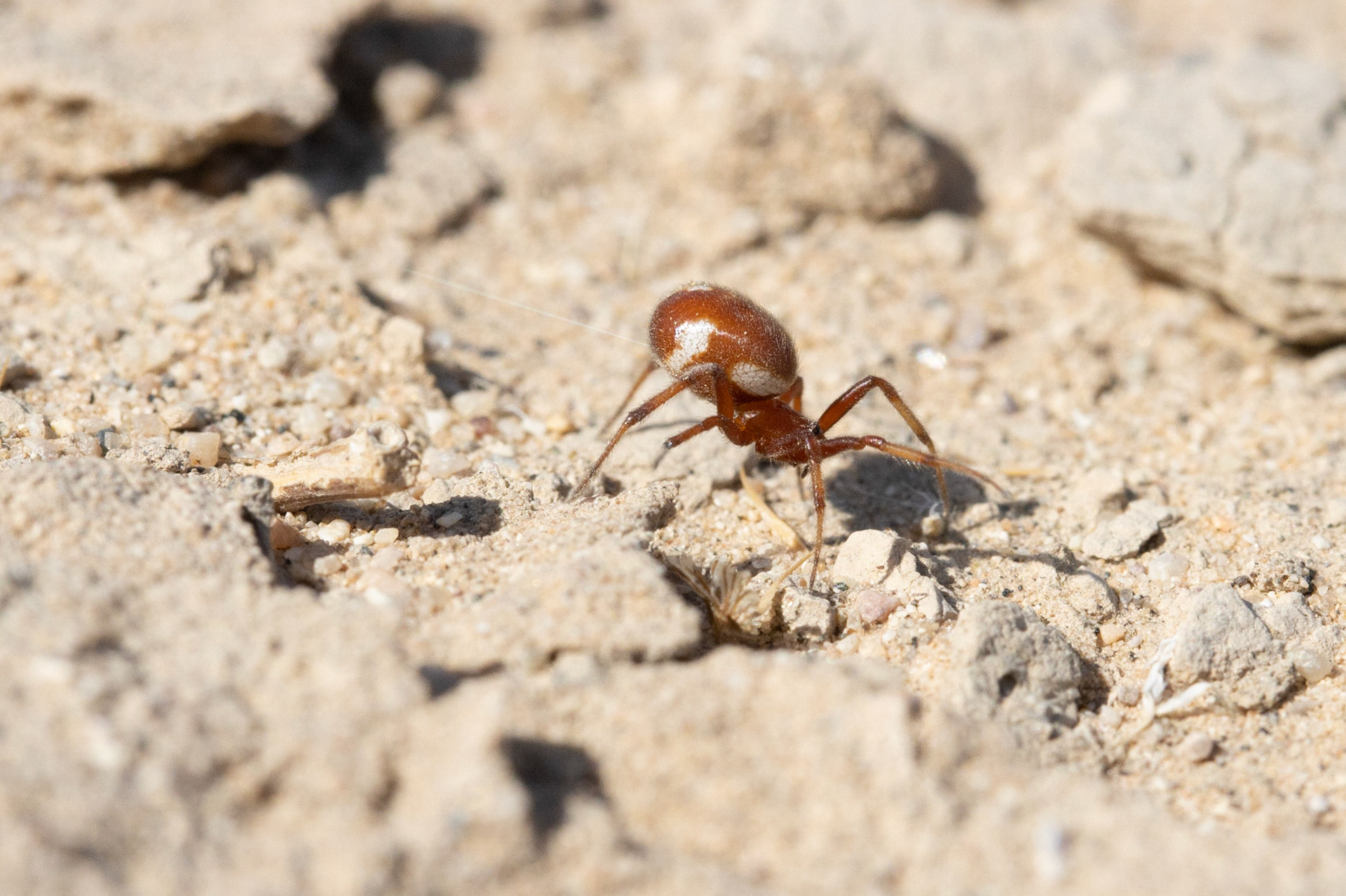 Cadiz Dunes Wilderness, Mojave Desert, California, Cadiz Dunes Wilderness