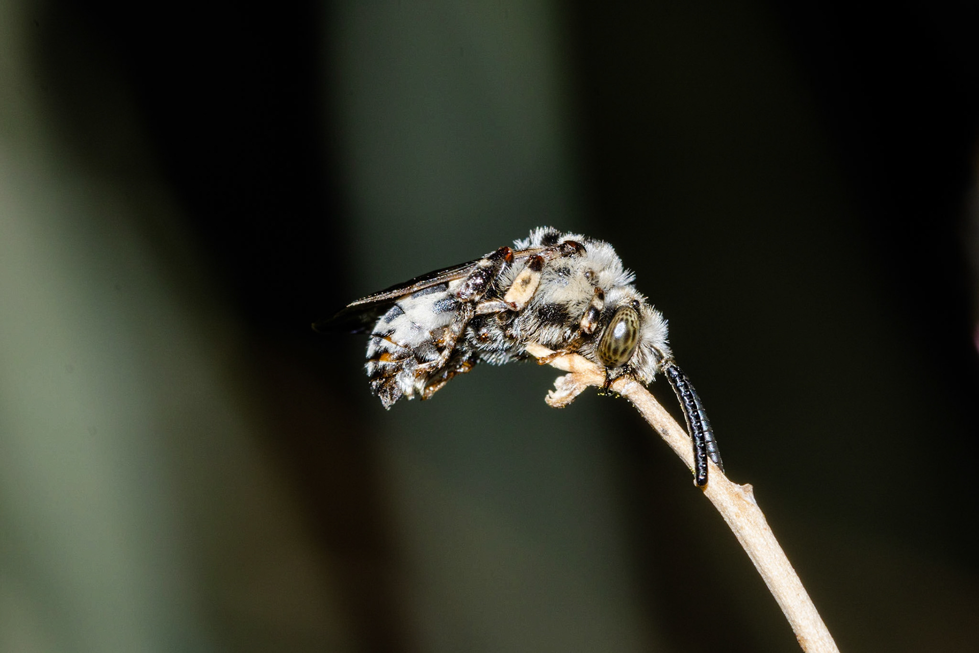 Brachymelecta californica