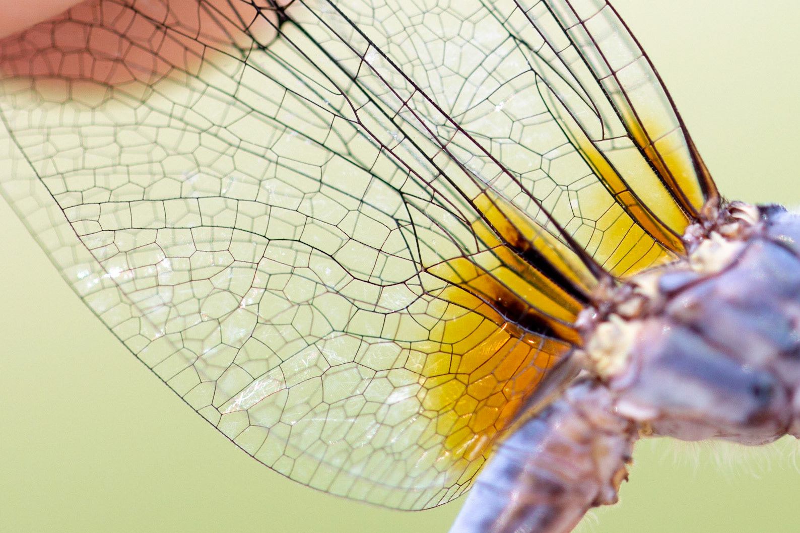 Dead Horse Ranch State Park, Arizona