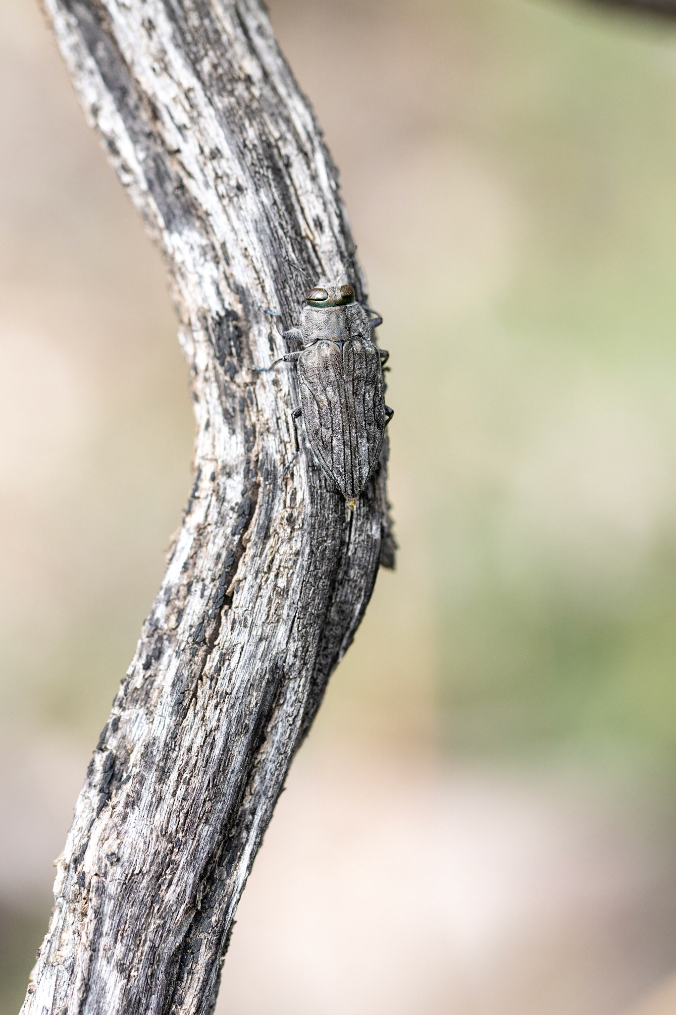 Superstition Mountains, Arizona, Tonto National Forest
