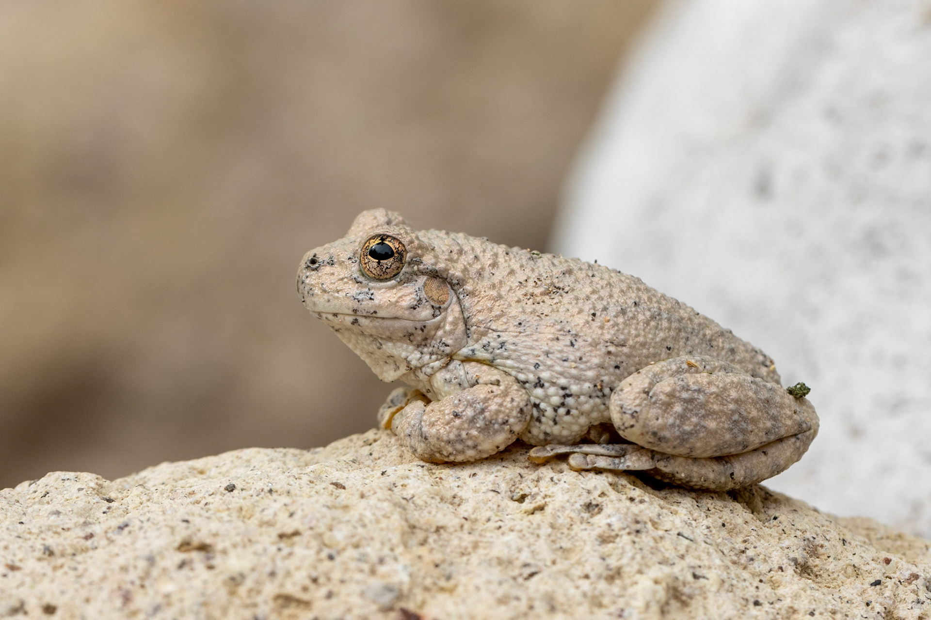 Superstition Mountains, Arizona, Tonto National Forest