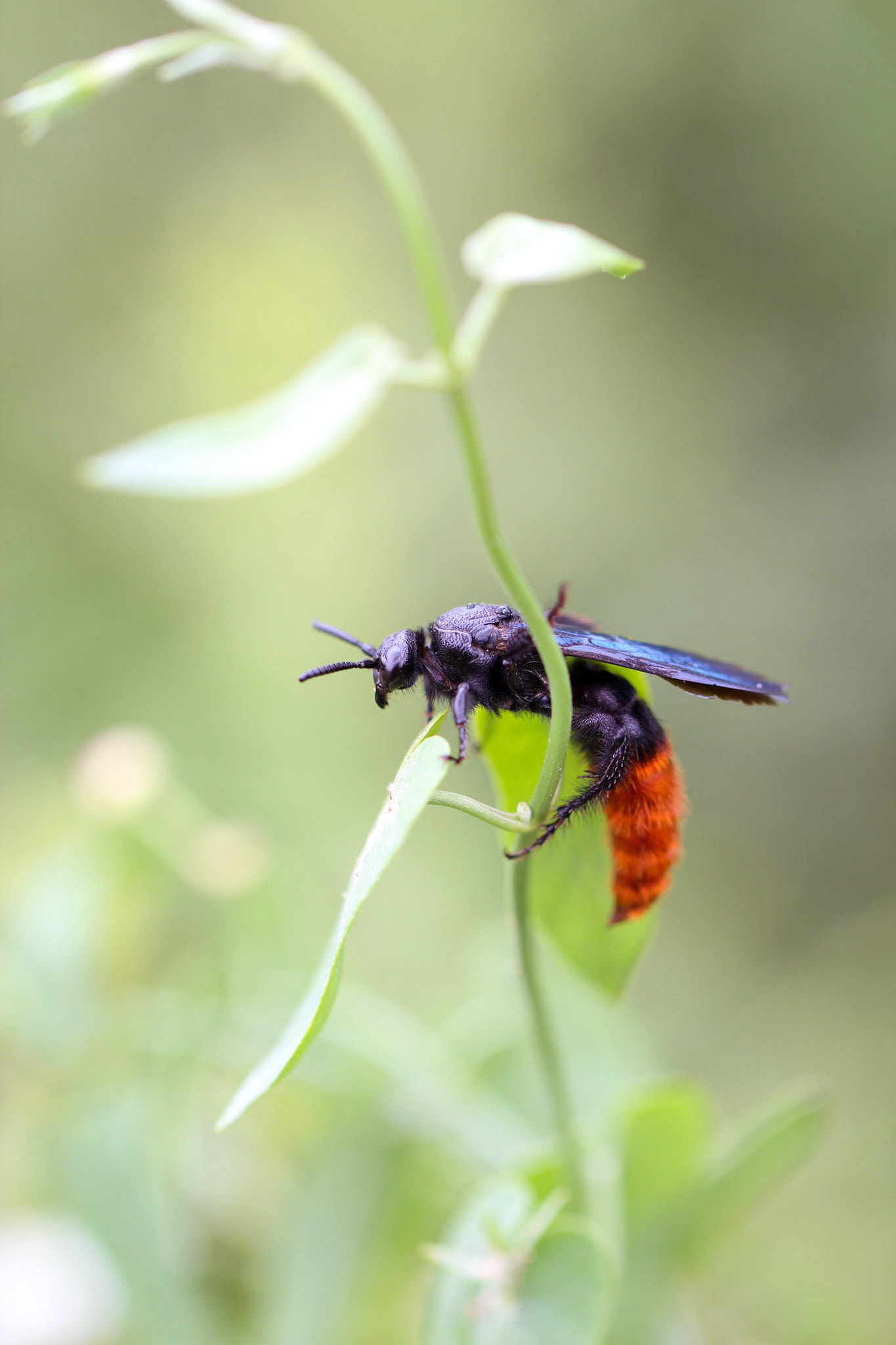 Triscolia and Funastrum cynanchoides