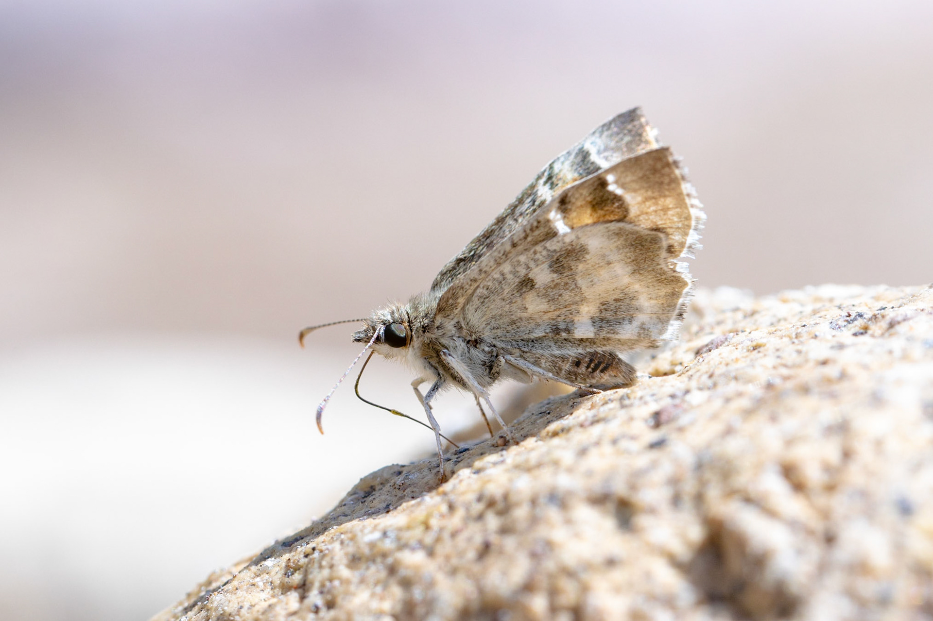 Superstition Mountains, Arizona, Tonto National Forest