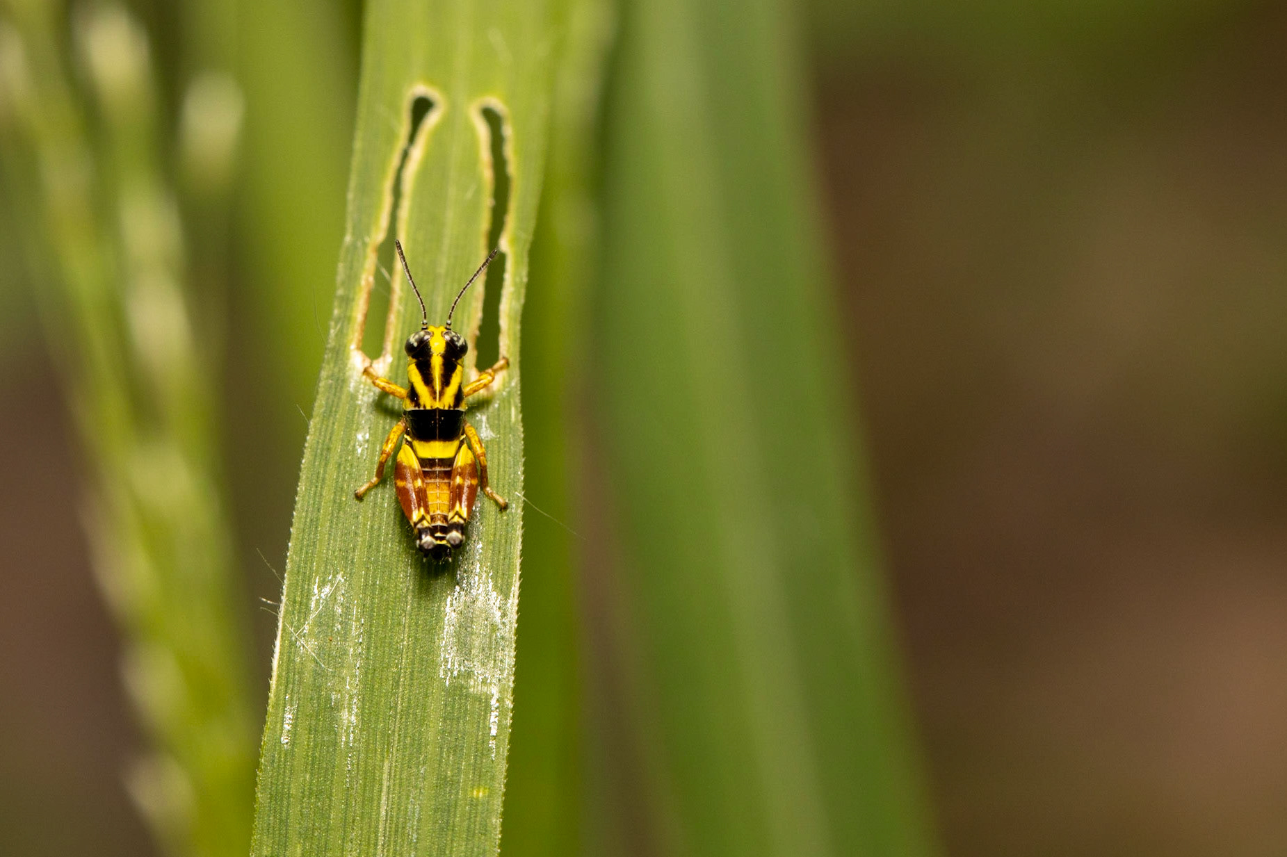 Carretera Federal 16 east of Los Vallecitos, Sonora, Mexico