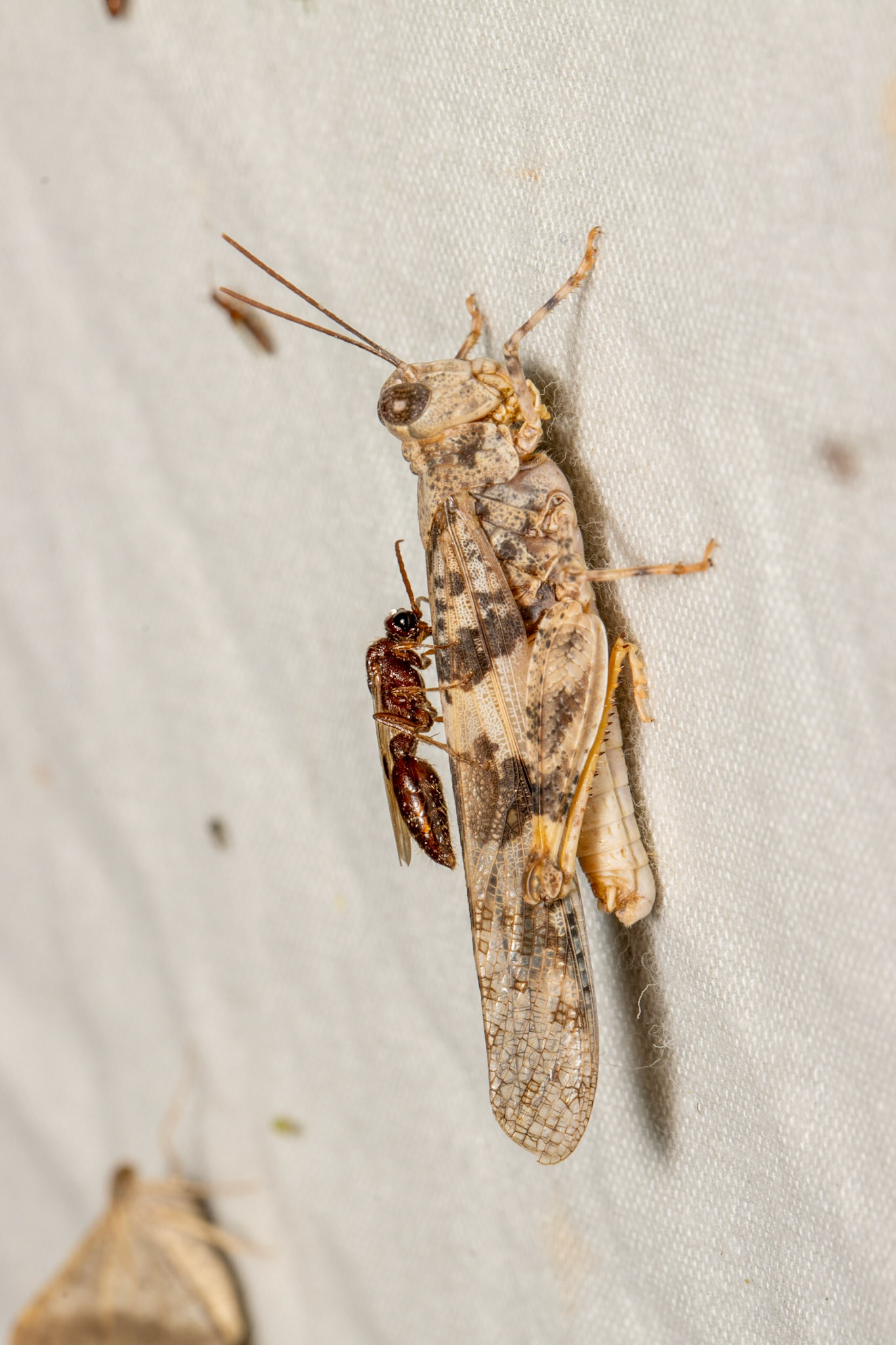 Black Butte, Vulture Mountains, Arizona, Black Butte, Vulture Mountains, Arizona