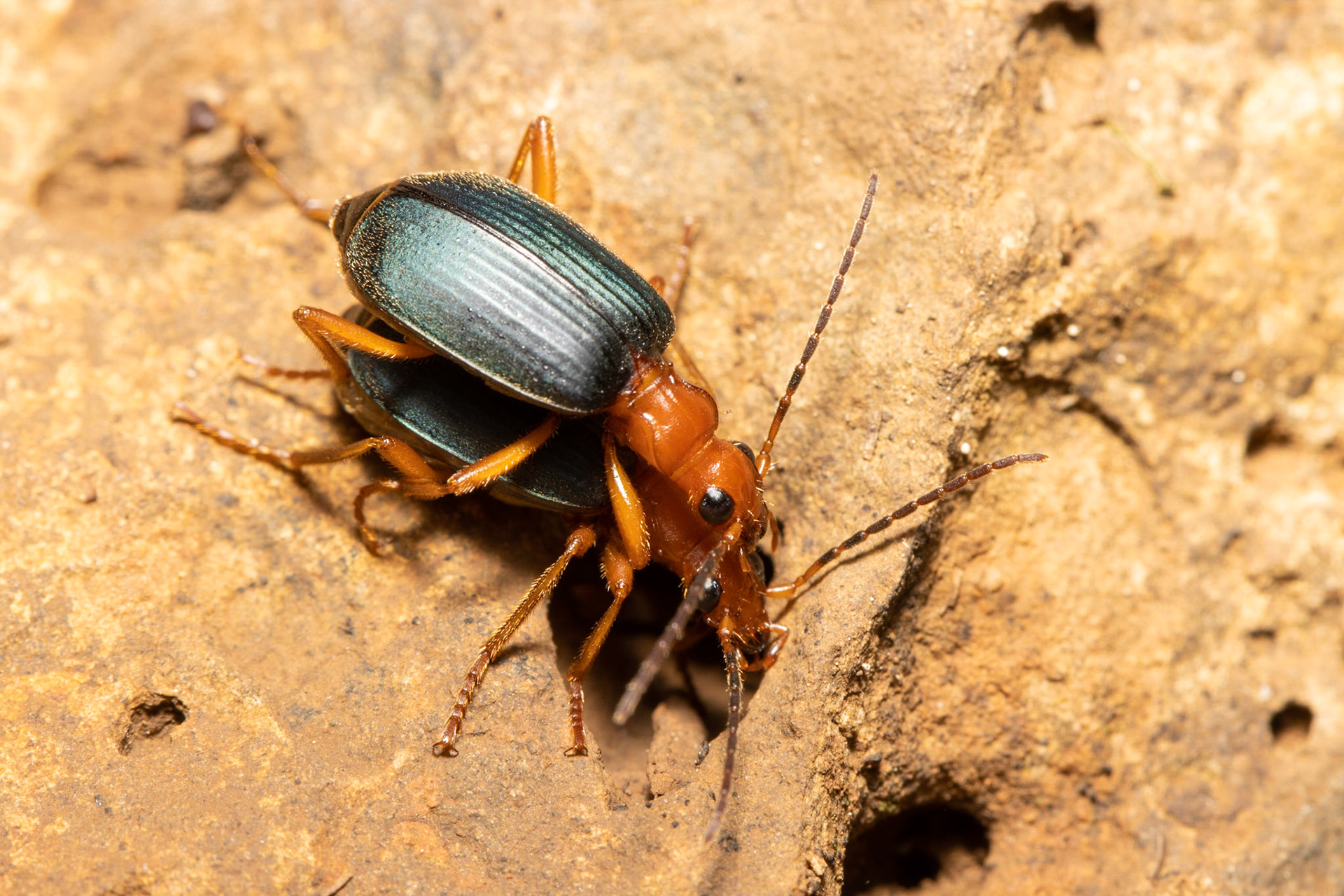 Mesa del Campanero, Sonora, Mexico