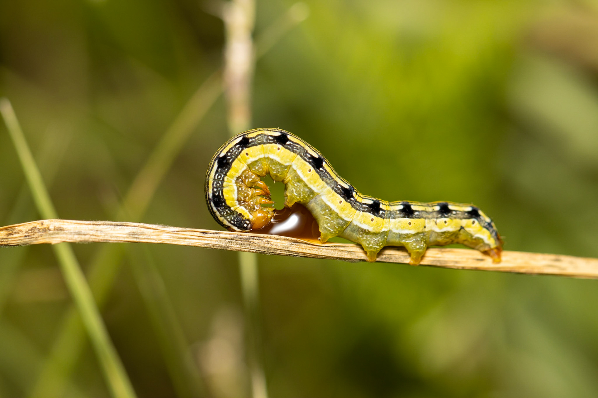 Carretera Federal 16 east of Los Vallecitos, Sonora, Mexico