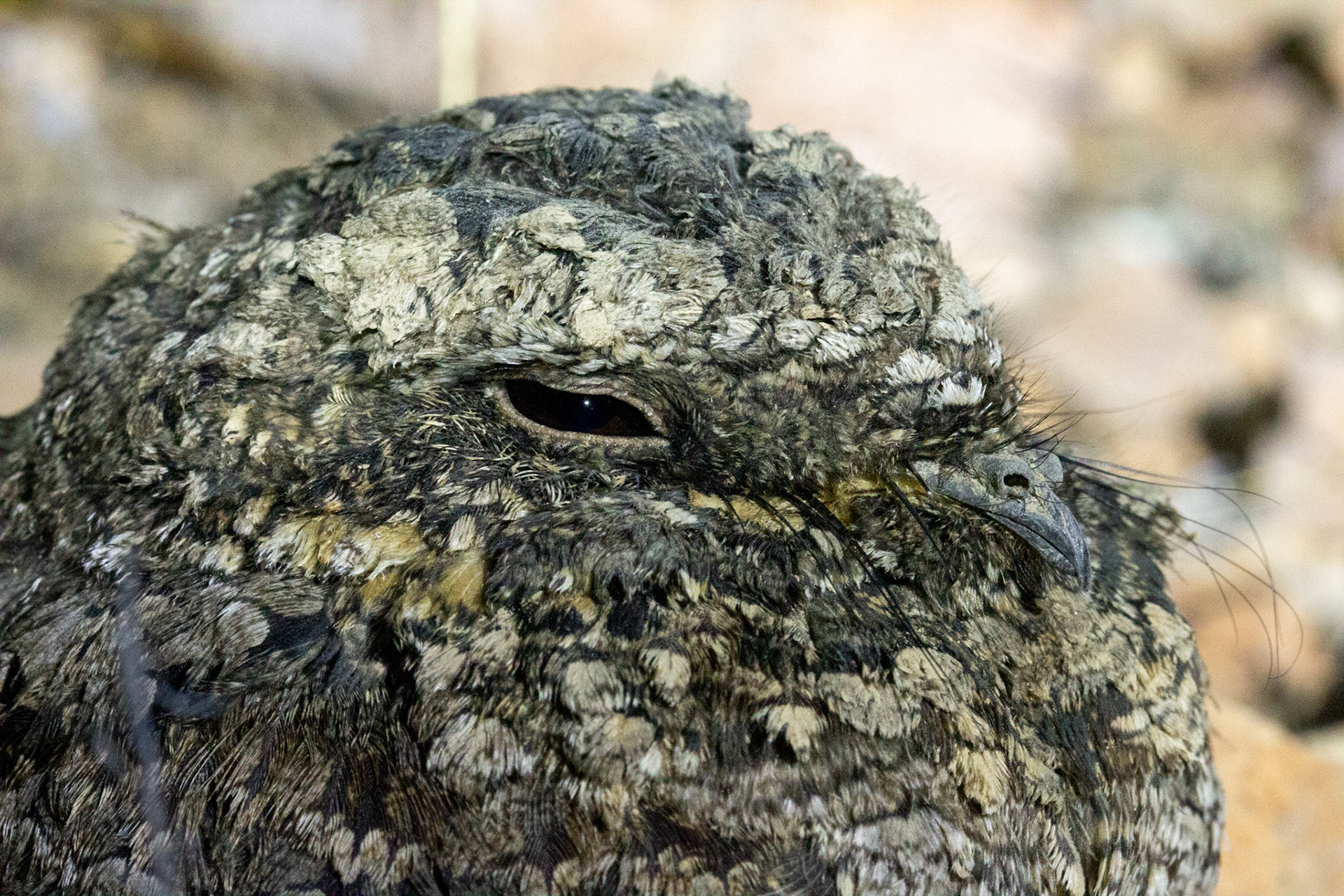 Common Poorwill (Phalaenoptilus nuttallii)